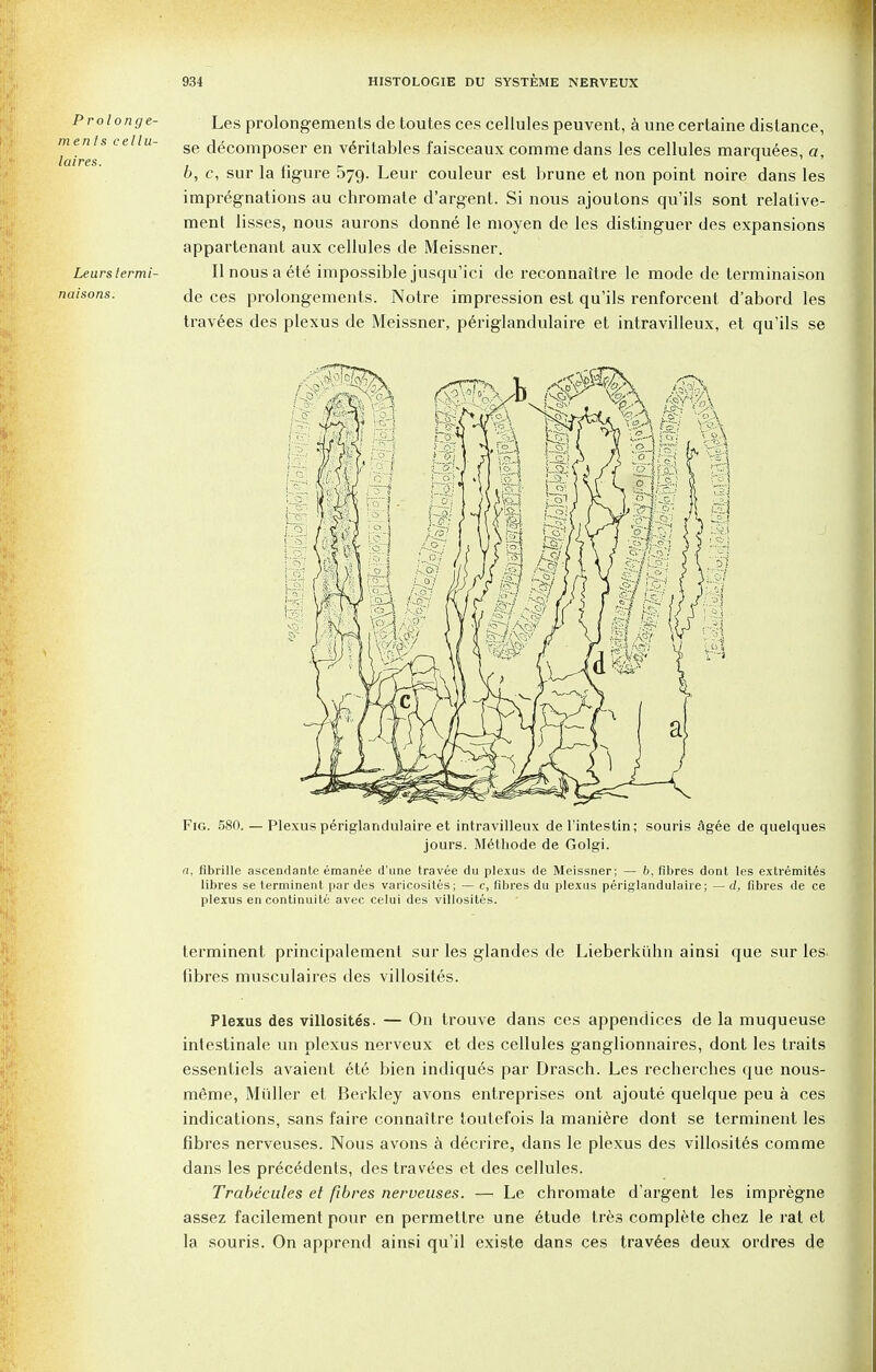 Prolong e- menls cellu- laires. Leurs termi- naisons. Les prolongements de toutes ces cellules peuvent, a une certaine distance, se decomposer en veritables faisceaux comme dans les cellules marquees, a, b, c, sur la figure 579. Leur couleur est brune et non point noire dans les impregnations au chromate d'argent. Si nous ajoutons qu'ils sont relative- ment lisses, nous aurons donne le moyen de les distinguer des expansions appartenant aux cellules de Meissner. Ilnousaete impossible jusqu'ici de reconnaitre le mode de terminaison de ces prolongements. Notre impression est qu'ils renforcent d'abord les travees des plexus de Meissner, periglandulaire et intravilleux, et qu'ils se Fig. 580. — Plexus periglandulaire et intravilleux de l'intestin; souris agee de quelques jours. Methode de Golgi. «, fibrille ascendante emanee d'une travee du plexus de Meissner; — b, fibres dont les extremites libres se terminent par des varicosites; — c, fibres du plexus periglandulaire; — d, fibres de ce plexus en continuity avec celui des villosites. terminent principalement sur les glandes de Lieberkuhn ainsi que sur les fibres musculaires des villosites. Plexus des villosites. — On trouve dans ces appendices de la muqueuse intestinale un plexus nerveux et des cellules ganglionnaires, dont les traits essentiels avaient ete bien indiques par Drasch. Les rechercbes que nous- meme, Midler et Berkley avons entreprises ont ajoute quelque peu a ces indications, sans faire connaitre toutefois la maniere dont se terminent les fibres nerveuses. Nous avons a decrire, dans le plexus des villosites comme dans les precedents, des travees et des cellules. Trabecules et fibres nerveuses. — Le chromate d'argent les impregne assez facilement pour en permetlre une etude trfes complete chez le rat et la souris. On apprend ainsi qu'il existe dans ces travees deux ordres de