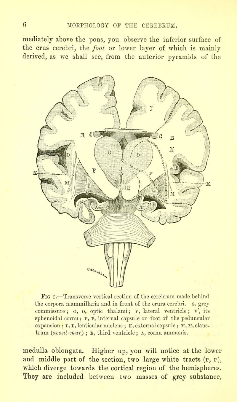 mediately above the pons^ you observe the inferior surface of the crus cerebri, the foot or lower layer of which is mainly derived, as we shall see, from the anterior pyramids of the Fig I.—Transverse vertical section of the cerebrum made behind the corpora mammillaria and in front of the crura cerebri, s, grey commissure ; o, o, optic thalami; V, lateral ventricle; v', its sphenoidal cornu; p, P, internal capsule or foot of the peduncular expansion ; L, L, lenticular nucleus ; K, external capsule ; 3i, ii, claus- trum (avant-mur) ; e, third ventricle ; a, cornu ammonis. medulla oblongata. Higher up, you will notice at the lower and middle part of the section, two large white tracts (p, p), which diverge towards the cortical region of the hemispheres. They are included between two masses of grey substance,