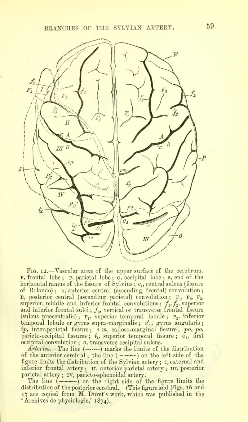 69 Fig. 12.—Vascular areoB of the upper surface of the cerebrum. F, frontal lobe ; P, parietal lobe; o, occipital lobe ; s, end of the horizontal ramus of the fissure of Sylvius ; Cj, central sulcus (fissure of Eolando) ; A, anterior central (ascending frontal) convolution; B, posterior central (ascending parietal) convolution ; Fj, Fg, T?^, superior, middle and inferior frontal convolutions; /i,/2, superior and inferior frontal sulci; /g, vertical or transverse frontal fissure (sulcus prsecentralis); Pj, superior temporal lobule ; v^, inferior temporal lobule or gyrus supra-marginalis ; p'^, gyrus angularis ; ip, inter-parietal fissure ; c m, calloso-marginal fissure ; po, po, parieto-occipital fissures ; t^, superior temporal fissure ; Op first occipital convolution ; o, transverse occipital sulcus. Arteries.—The line ( ) marks the limits of the distribution of the anterior cerebral ; the line ( ) on the left side of the figure limits the distribution of the Sylvian artery ; i, external and inferior frontal artery ; ii, anterior parietal artery ; iii, posterior parietal artery ; iv, parieto-sphenoidal artery. The line ( ) on the right side of the figure limits the distribution of the posterior cerebral. (This figure and Figs. i6 and 17 are copied from M. Buret's work, which was published in the 'Archives de physiologie,' 1874).