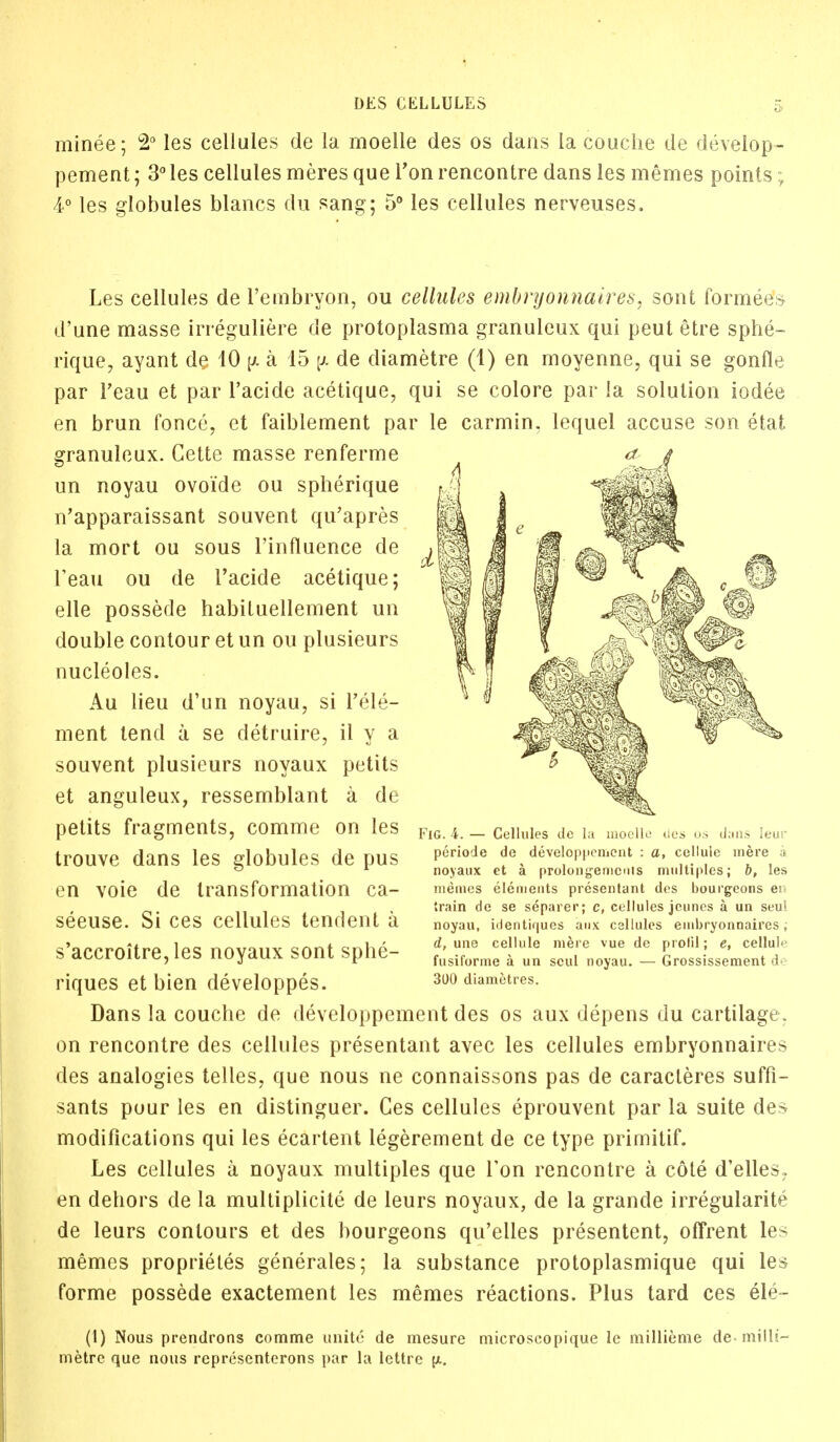 minee; 2° les cellules de la moelle des os dans la couehe de develop- pement; 3° les cellules meres que Ton rencontre dans les memes points; 4° les globules blancs du sang; 5° les cellules nerveuses. Les cellules de l'embryon, ou cellules embryonnaires, sont formeete d'une masse irreguliere de protoplasma granuleux qui peut etre sphe- rique, ayant de 10 a 15 jjl de diametre (1) en moyenne, qui se gonfle par l'eau et par l'acide acetique, qui se colore par la solution iodee en brun fonce, et faiblement par le carmin. lequel accuse son etat granuleux. Cette masse renferme un noyau ovoide ou spherique n'apparaissant souvent qu'apres la mort ou sous l'influence de l'eau ou de l'acide acetique; elle possede habituellement un double contour et un ou plusieurs nucleoles. Au lieu d'un noyau, si l'ele- ment lend a se detruire, ii y a souvent plusieurs noyaux petits et anguleux, ressemblant a de petits fragments, comme on les trouve dans les globules de pus en voie de transformation ca- seeuse. Si ces cellules tendent a s'accroitre,ies noyaux sont sphe- riques et bien developpes. Dans la couche de developpement des os aux depens du cartilage, on rencontre des cellules presentant avec les cellules embryonnaires des analogies telles, que nous ne connaissons pas de caracleres suffi- sants pour les en distinguer. Ces cellules eprouvent par la suite des modifications qui les ecartent legerement de ce type primitif. Les cellules a noyaux multiples que Ton rencontre a cote d'elles, en dehors de la multiplicite de leurs noyaux, de la grande irregularite de leurs contours et des bourgeons qu'elles presentent, offrent les memes proprieles generales; la substance protoplasmique qui les forme possede exactement les memes reactions. Plus tard ces ele~ FlG. 4. — Cellules de la moelle des os thins leur periode de developpement : a, cellule mere a noyaux et a prolongeniculs multiples; b, les memes elements presentant des bourgeons ei> train de se separer; c, cellules jeunes a un seut noyau, identiqucs aux cellules embryonnaires; d, une cellule mere vue de prolil; e, cellule fusiforme a un scul noyau. — Grossissement de 31)0 diametres. (1) Nous prendrons comme unite de mesure microscopique lc millieme de-milli- metre que nous representcrons par la lettre (x.