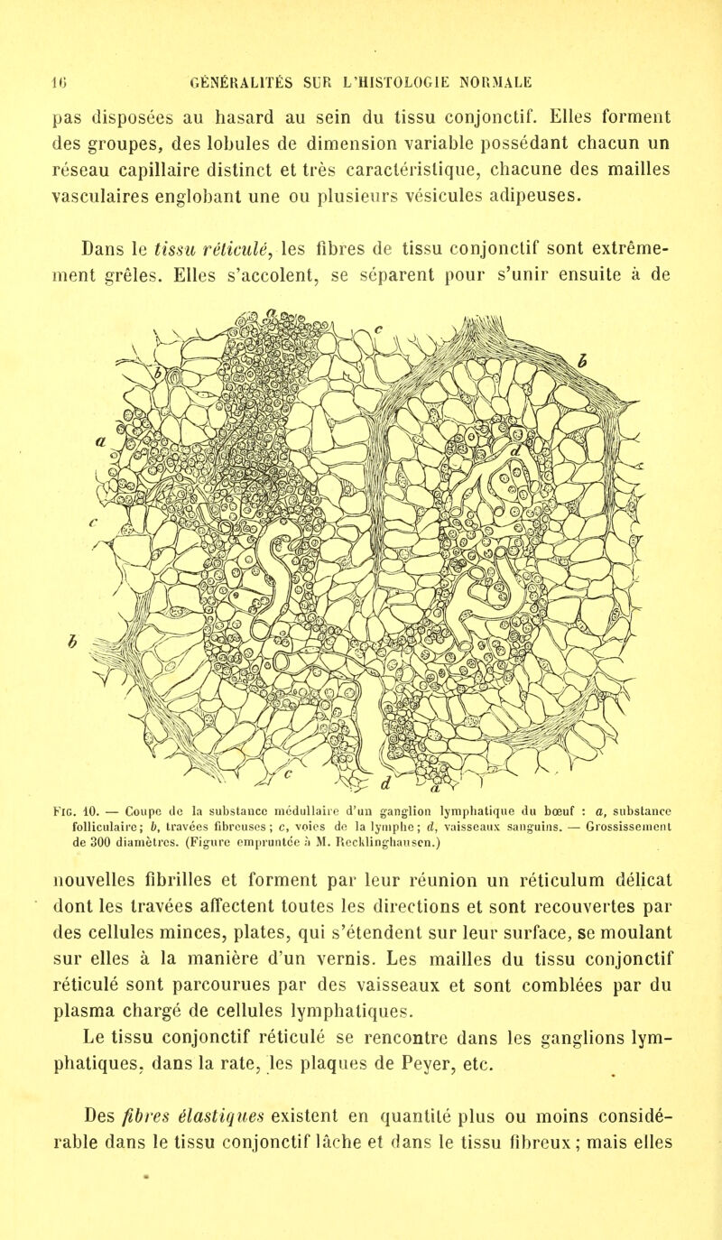 pas disposees au hasard au sein du tissu conjonctif. Elles forment des groupes, des lobules de dimension variable possedant chacun un reseau capillaire distinct et tres caracterislique, chacune des mailles vasculaires englobant une ou plusienrs vesicules adipeuses. Dans le tissu reticule, les fibres de tissu conjonctif sont extreme- ment greles. Elles s'accolent, se separent pour s'unir ensuite a de Fig. 10. — Coupe dc la substance medullaire d'un ganglion lymphatique du boeuf : a, substance folliculaire; b, travees fibrcuses; c, voies de la lymphe; d, vaisseaux sanguins. — Grossissement de 300 diametrcs. (Figure empruntee ;i M. Recklinghausen.) nouvelles fibrilles et forment par leur reunion un reticulum clelicat dont les travees affectent toutes les directions et sont recouvertes par des cellules minces, plates, qui s'etendent sur leur surface, se moulant sur elles a la maniere d'un vernis. Les mailles du tissu conjonctif reticule sont parcourues par des vaisseaux et sont comblees par du plasma charge de cellules lymphatiques. Le tissu conjonctif reticule se rencontre dans les ganglions lym- phatiques, dans la rate, les plaques de Peyer, etc. Des fibres e'lastiques existent en quantite plus ou moins conside- rable dans le tissu conjonctif lache et dans le tissu fibreux; mais elles