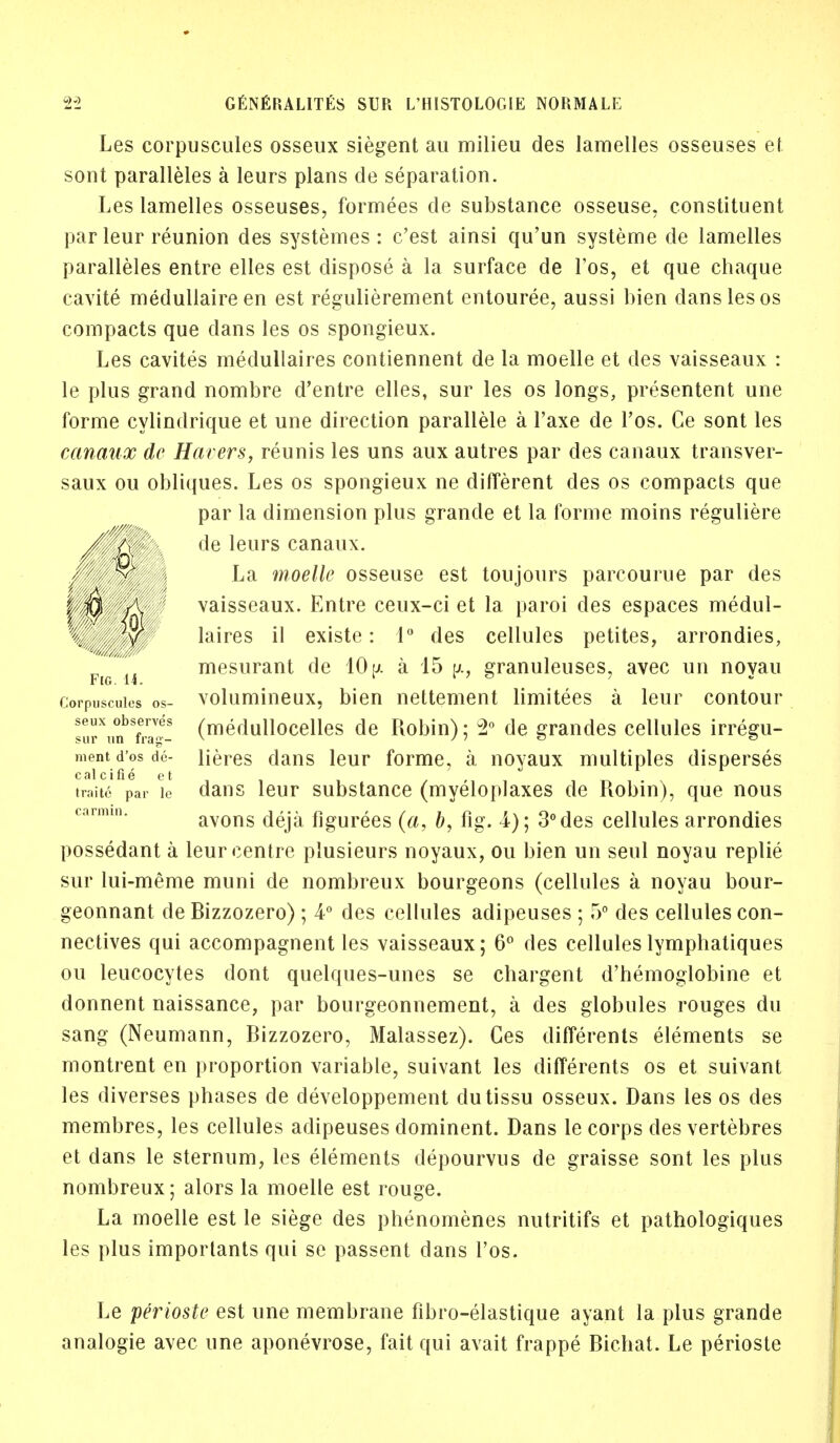 Les corpuscules osseux siegent au milieu des lamelles osseuses et sont paralleles a leurs plans de separation. Les lamelles osseuses, formees de substance osseuse, constituent par leur reunion des systemes : c'est ainsi qu'un systeme de lamelles paralleles entre elies est dispose a la surface de l'os, et que chaque cavite medullaireen est regulierement entouree, aussi bien dans les os compacts que dans les os spongieux. Les cavites medullaires contiennent de la moelle et des vaisseaux : le plus grand nombre d'entre elles, sur les os longs, presentent une forme cylindrique et une direction parallele a l'axe de l'os. Ce sont les canaux de Havers, reunis les uns aux autres par des canaux transver- saux ou obliques. Les os spongieux ne different des os compacts que par la dimension plus grande et la forme moins reguliere de leurs canaux. La moelle osseuse est toujours parcourue par des vaisseaux. Entre ceux-ci et la paroi des espaces medul- laires il existe: 1° des cellules petites, arrondies, mesurant de 10 \>. a 15 u.. granuleuses, avec un novau Fig. 14. k i > o Corpuscules os- volumineux, bien nettement limitees a leur contour suTun^ra™- (medullocelles de Robin); 2° de grandes cellules irregu- ment d'os de- Heres dans leur forme, a noyaux multiples disperses calcifie et traite par le dans leur substance (myeloplaxes de Robin), que nous avons deja figurees (a, b, fig. 4); 3° des cellules arrondies possedant a leur centre plusieurs noyaux, ou bien un seul noyau replie sur lui-meme muni de nombreux bourgeons (cellules a noyau bour- geonnant de Bizzozero); 4° des cellules adipeuses ; 5° des cellules con- nectives qui accompagnent les vaisseaux; 6° des celluleslymphatiques ou leucocytes dont quelques-unes se chargent d'hemoglobine et donnent naissance, par bourgeonnement, a des globules rouges du sang (Neumann, Bizzozero, Malassez). Ges differents elements se montrent en proportion variable, suivant les differents os et suivant les diverses phases de developpement dutissu osseux. Dans les os des membres, les cellules adipeuses dominent. Dans le corps des vertebres et dans le sternum, les elements depourvus de graisse sont les plus nombreux; alors la moelle est rouge. La moelle est le siege des phenomenes nutritifs et pathologiques les plus impoiiants qui se passent dans l'os. Le perioste est une membrane fibro-elastique ayant la plus grande analogie avec une aponevrose, fait qui avait frappe Bicliat. Le perioste