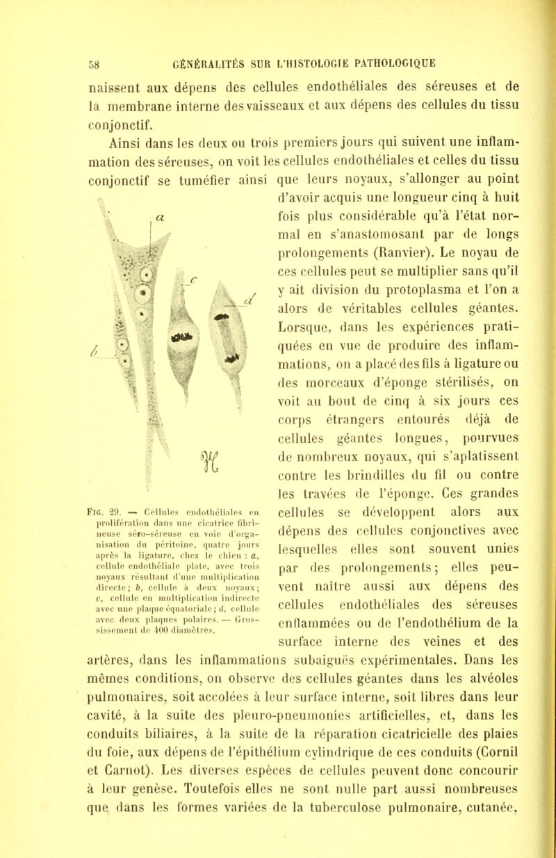 naissent aux depens des cellules endothelials des sereuses et de la membrane interne desvaisseaux et aux depens des cellules du tissu conjonctif. Ainsi dans les deux ou trois premiers jours qui suivent une inflam- mation des sereuses, on voit les cellules endothelials et celles du tissu conjonctif se tumefier ainsi que leurs noyaux, s'allonger au point d'avoir acquis une longueur cinq a huit fois plus considerable qu'a l'etat nor- mal en s'anastomosant par de longs prolongements (Ranvier). Le noyau de ces cellules peut se multiplier sans qu'il y ait division du protoplasma et Ton a alors de veritables cellules geantes. Lorsque, dans les experiences prati- quees en vue de produire des inflam- mations, on a place des fils a ligature ou des morccaux d'eponge sterilises, on voit au bout de cinq a six jours ces corps etrangers entoures deja de cellules geantes longues, pourvues de nombreux noyaux, qui s'aplatissent contre les brindilles du fil ou contre les travees de l'eponge. Ces grandes cellules se developpent alors aux depens des cellules conjonctives avec lesquelles elles sont souvent unies par des prolongements; elles peu- vent naitre aussi aux depens des cellules endotheliales des sereuses enflammees ou de l'endothelium de la surface interne des veines et des arteres, dans les inflammations subaigues experimentales. Dans les memes conditions, on observe des cellules geantes dans les alveoles pulmonaires, soit accolees a leur surface interne, soit libres dans leur cavite, a la suite des pleuro-pneumonies artificielles, et, dans les conduits biliaires, a la suite de la reparation cicatricielle des plaies du foie, aux depens de Tepithelium cylindrique de ces conduits (Gornil et Carnot). Les diverses especes de cellules peuvent done concourir a leur genese. Toutefois elles ne sont nulle part aussi nombreuses que dans les formes variees de la tuberculose pulmonaire, cutanee. i FIG. 29. — Cellules endotheliales en proliferation dans une cicatrice fibri- neuse sero-sereuse en voie d'orga- nisation du peritoine, quatre jours apres la ligature, chez le chien : a, cellule endothelial plate, avec trois noyaux resultant d'une multiplication directe; b, cellule a deux noyaux; C, cellule en multiplication indirecte avec une plaque equatoriale; d, cellule avec deux plaques polaires. — Gros- sissement de 400 diametres.