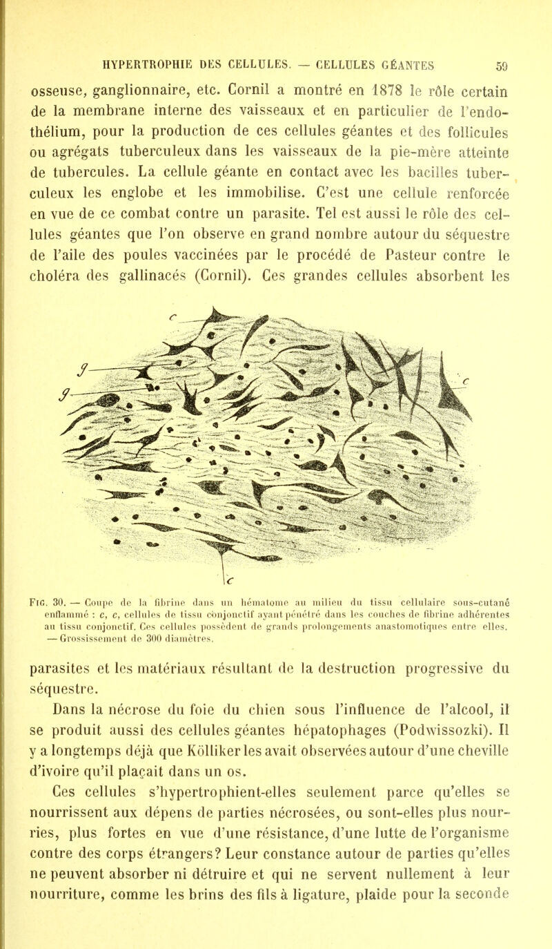 osseuse, ganglionnaire, etc. Cornil a montre en 1878 le r6Ie certain de la membrane interne des vaisseaux et en particulier de 1'endo- thelium, pour la production de ces cellules geantes et des follicules ou agregats tuberculeux dans les vaisseaux de la pie-mere atteinte de tubercules. La cellule geante en contact avec les bacilles tuber- culeux les englobe et les immobilise. G'est une cellule renforcee en vue de ce combat contre un parasite. Tel est aussi le role des cel- lules geantes que Ton observe en grand nombre autour du sequestre de l'aile des poules vaccinees par le procede de Pasteur contre le cholera des gallinaces (Cornil). Ces grandes cellules absorbent les Fig. 30. — Coupe dc la fibrine dans un hematome au milieu du tissu cellulaire sous-cutane enflanime : c, c, cellules de tissu cbnjonctif ayantpenetre dans les couches de fibrine adherentes au tissu conjonctif. Ces cellules posse-dent de grands prolongements anastomotiques entre elles. — Grossissement de 300 diametres. parasites et les materiaux resultant de la destruction progressive du sequestre. Dans la necrose du foie du chien sous Tinfluence de l'alcool, it se produit aussi des cellules geantes hepatophages (Podwissozki). II y a longtemps deja que Kolliker les avait observees autour d?une cheville d'ivoire qu'il placait dans un os. Ces cellules s'hypertrophient-elles seulement parce qu'elles se nourrissent aux depens de parties necrosees, ou sont-elles plus nour- ries, plus fortes en vue d'une resistance, d'une lutte de Torganisme contre des corps etrangers? Leur Constance autour de parties qu'elles ne peuvent absorber ni detruire et qui ne servent nullement a leur nourriture, comme les brins des fits a ligature, plaide pour la seconde