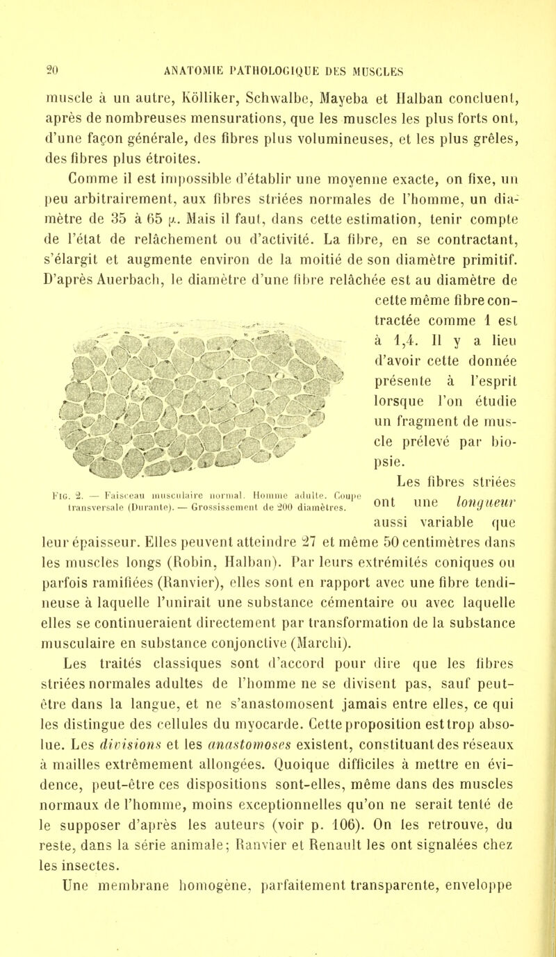 muscle a un autre, Kolliker, Schwalbe, Mayeba et Halban concluenl, apres de nombreuses mensurations, que les muscles les plus forts ont, d'une facon generale, des fibres plus volumineuses, et les plus greles, des fibres plus etroites. Comme il est impossible d'etablir une moyenne exacte, on fixe, un peu arbitrairement, aux fibres striees normales de I'homme, un dia- metre de 35 a 65 Mais il faut, dans cette estimation, tenir compte de l'etat de relachement ou d'activite. La fibre, en se contractant, s'elargit et augmente environ de la moitie de son diametre primitif. D'apres Auerbach, le diametre d'une fibre relachee est au diametre de cette meme fibre con- tracted comme 1 est ; . v, * ' ■< X a 1,4. II v a lieu /* ' \ d'avoir cette donnee JkS )[ . ' * *  y \. presente a l'esprit - .-J f v /' * , '-. ^ , lorsque Ton etudie ': ■ *'v. '' ; 7 7 ■ '. • 0 un fragment de mus- ' \ , v /' / ; . * cle preleve par bio- 1 7? * ■ ' j ■ - ' , j - !  psie. Les fibres striees Fig. 2. — Faisceau musculaire normal. Homme adulte. Coupe , i transversale (Durante). — Grossissement de 200 diametres. 0nt line lOtigueUT aussi variable que leur epaisseur. Elles peuvent atteindre Tl et meme 50 centimetres dans les muscles longs (Robin, Halban). Par leurs extremiles coniques ou parfois ramifiees (Ranvier), elles sont en rapport avec une fibre tendi- neuse a laquelle l'unirait une substance cementaire ou avec laquelle elles se continueraient directement par transformation de la substance musculaire en substance conjunctive (Marchi). Les traites classiques sont d'accord pour dire que les fibres striees normales adultes de l'liomme ne se divisent pas, sauf peut- etre dans la langue, et ne s'anastomosent jamais entre elles, ce qui les distingue des cellules du myocarde. Cette proposition esttrop abso- lue. Les divisions et les anastomoses existent, constituantdes reseaux a mailles extremement allongees. Quoique difticiles a mettre en evi- dence, peut-etre ces dispositions sont-elles, meme dans des muscles normaux de fhomme, moins exceptionnelles qu'on ne serait tente de le supposer d'apres les auteurs (voir p. 106). On les retrouve, du reste, dans la serie animale; Ranvier et Renault les ont signalees chez les insectes. Une membrane homogene, parfaitement transparente, enveloppe