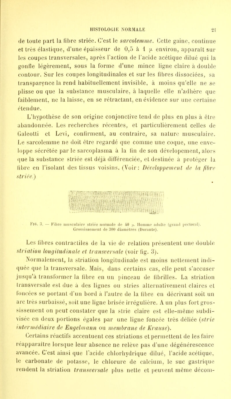 de toute part la fibre striee. G'est le sarcolemme. Cette gaine, continue et tres elastique, d'une epaisseur de 0,5 a i ^ environ, apparait sur les coupes transversales, apres Taction de l'acide acetique dilue qui la gonfle legerement, sous la forme d'une mince ligne claire a double contour. Sur les coupes longitudinales et sur les fibres dissociees, sa transparence la rend habituellement invisible, a moins qu'elle ne se plisse ou que la substance musculaire, a laquelle elle n'adhere que faiblement, ne la laisse, en se retractant, en evidence sur une certaine etendue. L'hypothese de son origine conjonctive tend de plus en plus a etre abandonnee. Les recberches recentes, et particulierement celles de Galeotti et Levi, confirment, au contraire, sa nature musculaire. Le sarcolemme ne doit etre regarde que comme une coque, une enve- loppe secretee par le sarcoplasma a la fin de son developement, alors que la substance striee est deja differenciee, et destinee a proteger la fibre eu l'isolant des tissus voisins. (Voir: Developpement de la fibre striee.) FlC. — Fibre musculaire striee normale de 40 ;x. Homme adultc (grand pectoral). Grossissement de 1500 diametres (Durante). Les fibres contractiles de la vie de relation presentent une double striation long Uud in ale el transversale (voir fig. 3). Normalement, la striation longitudinale est moins nettement indi- quee que la transversale. Mais, dans certains cas, elle peut s'accuser jusqu'a transformer la fibre en un pinceau de librilles. La striation transversale est due a des ligues ou slries alternativement claires et foncees se portant d'un bord a l'autre de la fibre en decrivant soit un arc tres surbaisse, soit une ligne brisee irreguliere. A un plus fort gros- sissement on peut constater que la strie claire est elle-meme subdi- visee en deux portions egales par une ligne foncee tres deliee (strie inter in ediaire de Engelmann ou membrane de Krause). Cerlains reactifs accentuent ces striations etpermettent de lesfaire reapparaitre lorsque leur absence ne releve pas d'une degenerescence avancee. G'est ainsi que l'acide chlorhydrique dilue, l'acide acetique, le carbonate de potasse, le chlorine de calcium, le sue gastrique rendent la striation transversale plus nette et peuvent meme decom-