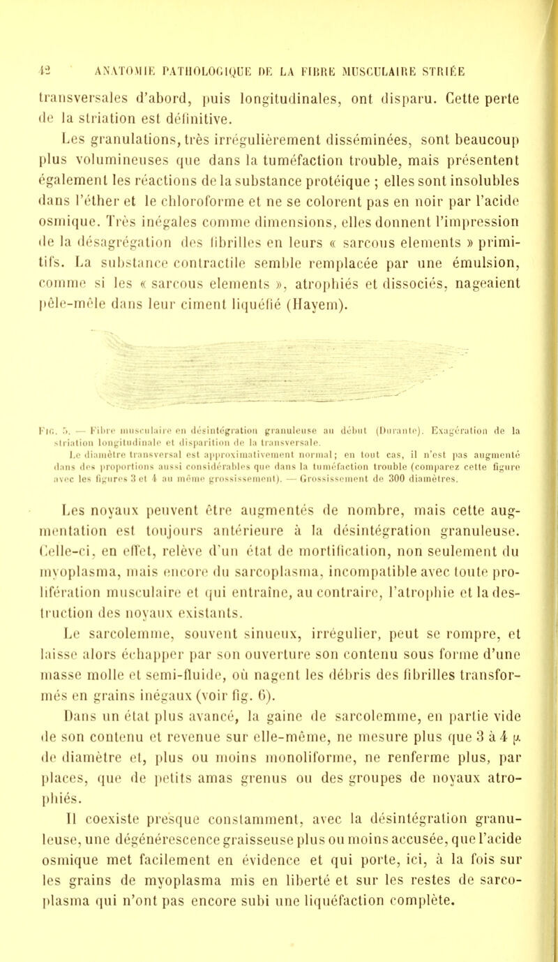 transversales d'abord, puis longitudinales, ont disparu. Cette perte de Ja slriation est definitive. Les granulations, tres irregulierement disseminees, sont beaucoup plus volumineuses que dans la tumefaction trouble, mais presentent egalement les reactions de la substance proteique ; elles sont insolubles dans l'ether et le cbloroforme et ne se colorent pas en noir par l'acide osmique. Tres inegales comme dimensions, elles donnent l'impression de la desagregation des librilles en leurs « sarcous elements » primi- tifs. La substance contractile semble remplacee par une emulsion, comme si les « sarcous elements », atrophies et dissocies, nageaient pele-mele dans leur ciment liquefie (Hayem). I'm;. 5. — Kiltie musculaire en disintegration pranulense an debut (Durante). Exayeration de la striation longitudinals et disparition do la transversalo. Le diametre transversal est approximativement normal; en tout cas, il n'est pas augmente dans des proportions an>->i considerables quo dans la tumefaction trouble (comparez cette figure avoc le* figures 3 et 1 an ninno ^rossi*senioni). - (irossis^einent do 300 diarnetres. Les noyaux peuvent 6tre augmentes de nombre, mais cette aug- mentation est toujours anterieure a la desintegration granuleuse. Celle-ci, en effet, releve d'un etat de mortification, non seulement du myoplasma, mais encore du sarcoplasma, incompatibleavec toute pro- liferation musculaire et qui entraine, au contraire, l'atrophie etlades- truction des noyaux existants. Le sarcolemme, souvent sinueiix, irregulier, peut se rompre, et Iaisse alors echapper par son ouverture son contenu sous forme d'une masse molle et semi-fluide, oil nagent les debris des fibrilles transfor- mes en grains inegaux (voir fig. 0). Dans un etat plus avance, la gaine de sarcolemme, en parlie vide de son contenu et revenue sur elle-meme, ne mesure plus que 3 a 4 de diametre et, plus ou moins monoliforme, ne renferme plus, par places, que de pctits amas grenus ou des groupes de noyaux atro- pines. II coexiste presque constamment, avec la desintegration granu- leuse, une degenerescence graisseuse plus ou moins accusee, que l'acide osmique met facilement en evidence et qui porte, ici, a la fois sur les grains de myoplasma mis en liberte et sur les restes de sarco- plasma qui n'ont pas encore subi une liquefaction complete.