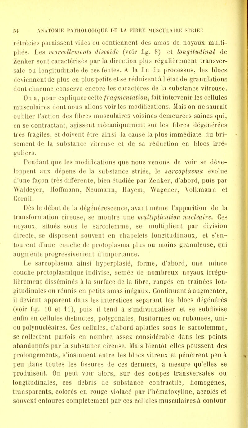 retrecies paraissent vides ou contiennent des amas de noyaux multi- plies. Les morcellements discoide (voir fig. 8) et longitudinal de Zenker sont caracterises par la direction plus regulierement transver- sals ou longitudinale de ces fentes. A la fin du processus, les blocs deviennentde plus en plus petits else reduisenta l'etat de granulations dont chacune conserve encore les caracteres de la substance vitreuse. On a, pour expliquercette fragmentation, fait intervenir les cellules musculaires dont nous allons voir les modifications. Mais on nesaurait oublier Taction des fibres musculaires voisines demeurees saines qui. en se contractant, agissent mecaniquement sur les fibres degenerees tres fragiles, et doivent etre ainsi la cause la plus immediate du bri- sement de la substance vitreuse et de sa reduction en blocs irre- guliers. Pendant que les mollifications que nous venons de voir se deve- loppent aux depens de la substance striee, le sarcoplasma evolue d'une fa<;on tres diflterente, bien etudiee par Zenker, d'abord, puis par Waldeyer, Hoffmann, Neumann, Hayem, Wagener, Volkmann et Cornil. Des le debut de la ilegenerescenre, avant m6me ['apparition de la transformation cireuse, se montre une multiplication nucUaire. Ces noyaux, situes sous le sarcolemme, se multiplient par division directe. se disposent souvent en chapelets longitudinaux, et s'en- tourent d'une couche de protoplasma plus ou moins granuleuse, qui augmente progressivement d'importance. Le sarcoplasma ainsi hyperplasia, forme, d'abord, une mince couche protoplasmique indivise, seme'e de nombreux noyaux irregu- liereinent dissemines a la surface de la fibre, ranges en trainees lon- gitudinales ou reunis en petits amasinegaux. Continuant a augmenter, il devient apparent dans les interstices separant les blocs degeneres (voir fig. 10 et 11), puis il tend a s'individualiser et se subdivise enfin en cellules distinctes, polygonales, fusil'ormes ou rubanees, uni- on polynucleaires. Ces cellules, d'abord aplaties sous le sarcolemme, se collectent parfois en nombre assez considerable dans les points abandonnes par la substance cireuse. Mais bientot elles poussent des prolongements, s'insinuent entre les blocs vitreux et penetrent peu a peu dans toutes les fissures de ces derniers, a mesure qu'elles se produisent. On pent voir alors, sur des coupes transversales ou longitudinales, ces debris de substance contractile, homogenes, transparents, colores en rouge violace par l'hematoxyline, accoles et souvent entoures completement par ces cellules musculaires a contour