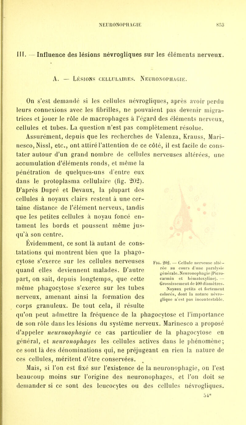 III. —Influence des lesions nevrogliques sur les elements nerveux. A. — Lesions cellulaires. Neuronophagie. On s'est deiriande si les cellules nevrogliques, apres avoir perdu leurs connexions avec les fibrilles, ne pouvaient pas devenir migra- trices et jouer le role de macrophages a l'egard des elements nerveux, cellules et tubes. La question n'est pas completement resolue. Assurement, depuis que les recherches de Valenza, Krauss, Mari- nesco,Nissl, etc., ont attire l'attention de ce cote, il est facile de cons- tater autour d'un grand nombre de cellules nerveuses alterees, une accumulation d'elements ronds, et meme la penetration de quelques-uns d'entre eux dans le protoplasma cellulaire (fig. 202). D'apres Dupre et Devaux, la plupart des cellules a noyaux clairs restent a une cer- taine distance de l'element nerveux, tandis que les petites cellules a noyau fonce en- tament les bords et poussent meme jus- qu'a son centre. Evidemment, ce sont la autant de cons- tatations qui montrent bien que la phago- cytose s'exerce sur les cellules nerveuses quand elles deviennent malades. D'autre part, on sait, depuis longtemps, que cette meme phagocytose s'exerce sur les tubes nerveux, amenant ainsi la formation des corps granuleux. De tout cela, il resulte qu'on peut admettre la frequence de la phagocytose et l'importance de son role dans les lesions du systeme nerveux. Marinesco a propose d'appeler neuronophagie ce cas particulier de la phagocytose en general, et neuronophages les cellules actives dans le phenomene; ce sont la des denominations qui, ne prejugeant en rien la nature de ces cellules, meritent d'etre conservees. Mais, si Ton est fixe sur l'existence de la neuronophagie, on Test beaucoup moins sur I'origine des neuronophages, et Ton doit se demander si ce sont des leucocytes ou des cellules nevrogliques. Fig. 202. — Cellule nerveuse alte- ree au cours d'une paralysie generale. Neuronophagie (Picro- carmin et heniatoxyline). — Grossissement de 400 diametres. Noyaux petits et fortement colores, dont la nature nevro- glique n'est pas incontestable.