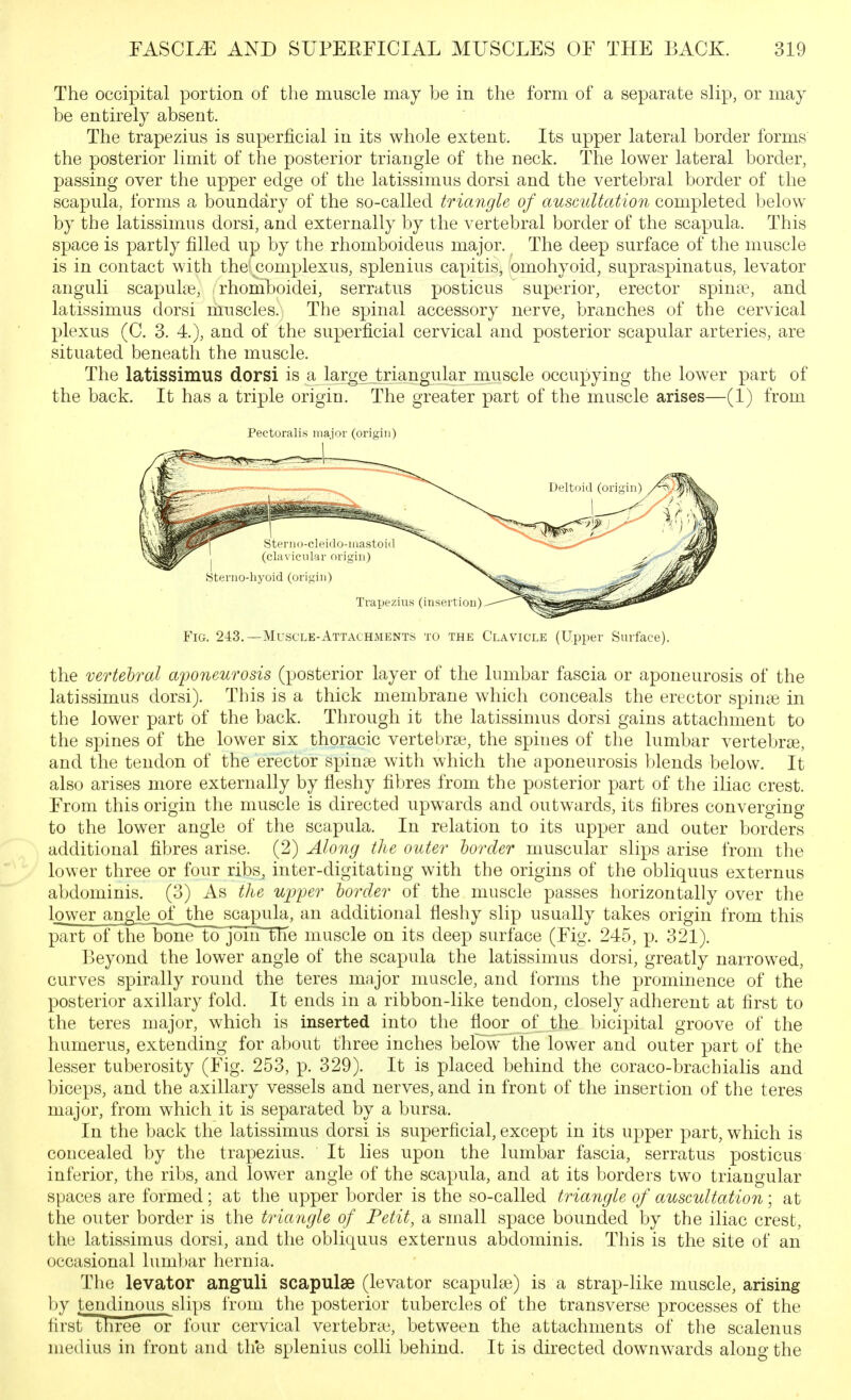 The occipital portion of the muscle may be in the form of a separate slip, or may be entirely absent. The trapezius is superficial in its whole extent. Its upper lateral border forms the posterior limit of the posterior triangle of the neck. The lower lateral border, passing over the upper edge of the latissimus dorsi and the vertebral border of the scapula, forms a boundary of the so-called triangle of auscultation completed below by the latissimus dorsi, and externally by the vertebral border of the scapula. This space is partly filled up by the rhomboideus major. The deep surface of the muscle is in contact with the complexus, splenius capitis, omohyoid, supraspinatus, levator anguli scapulae, rhomlDoidei, serratus posticus superior, erector spina?, and latissimus dorsi muscles. The spinal accessory nerve, branches of the cervical plexus (C. 3. 4.), and of the superficial cervical and posterior scapular arteries, are situated beneath the muscle. The latissimus dorsi is a largejriangular muscle occupying the lower part of the back. It has a triple origin. The greater part of the muscle arises—(1) from Pectoralis major (origin) Fig. 243.—Muscle-Attachments to the Clavicle (Upper Surface). the vertebral aponeurosis (posterior layer of the lumbar fascia or aponeurosis of the latissimus dorsi). This is a thick membrane which conceals the erector spin« in the lower part of the back. Through it the latissimus dorsi gains attachment to the spines of the lower six thoracic vertebrae, the spines of the lumbar vertebrae, and the tendon of the erector spinae with which the aponeurosis blends below. It also arises more externally by fleshy fibres from the posterior part of the iliac crest. From this origin the muscle is directed upwards and outwards, its fibres converging to the lower angle of the scapula. In relation to its upper and outer borders additional fibres arise. (2) Along the outer border muscular slips arise from the lower three or four ribs, inter-digitating with the origins of the obliquus externus abdominis. (3) As the upper border of the muscle passes horizontally over the lower angle,of the scapula, an additional fleshy slip usually takes origin from this part of the boneTojoin tlie muscle on its deep surface (Fig. 245, p. 321). Beyond the lower angle of the scapula the latissimus dorsi, greatly narrowed, curves spirally round the teres major muscle, and forms the prominence of the posterior axillary fold. It ends in a ribbon-like tendon, closely adherent at first to the teres major, which is inserted into the floor of the bicipital groove of the humerus, extending for about three inches below the lower and outer part of the lesser tuberosity (Fig. 253, p. 329). It is placed behind the coraco-brachialis and biceps, and the axillary vessels and nerves, and in front of the insertion of the teres major, from which it is separated by a bursa. In the back the latissimus dorsi is superficial, except in its upper part, which is concealed by the trapezius. It lies upon the lumbar fascia, serratus posticus inferior, the ribs, and lower angle of the scapula, and at its borders two triangular spaces are formed; at the upper border is the so-called triangle of auscultation; at the outer border is the triangle of Petit, a small space bounded by the iliac crest, the latissimus dorsi, and the obliquus externus abdominis. This is the site of an occasional lumbar hernia. The levator anguli scapulae (levator scapulae) is a strap-like muscle, arising by tendinous sli]>s horn, the posterior tubercles of the transverse processes of the first three or lour cervical vertebrae, between the attachments of the scalenus niedius in front and tli*e splenius colli behind. It is directed downwards along the