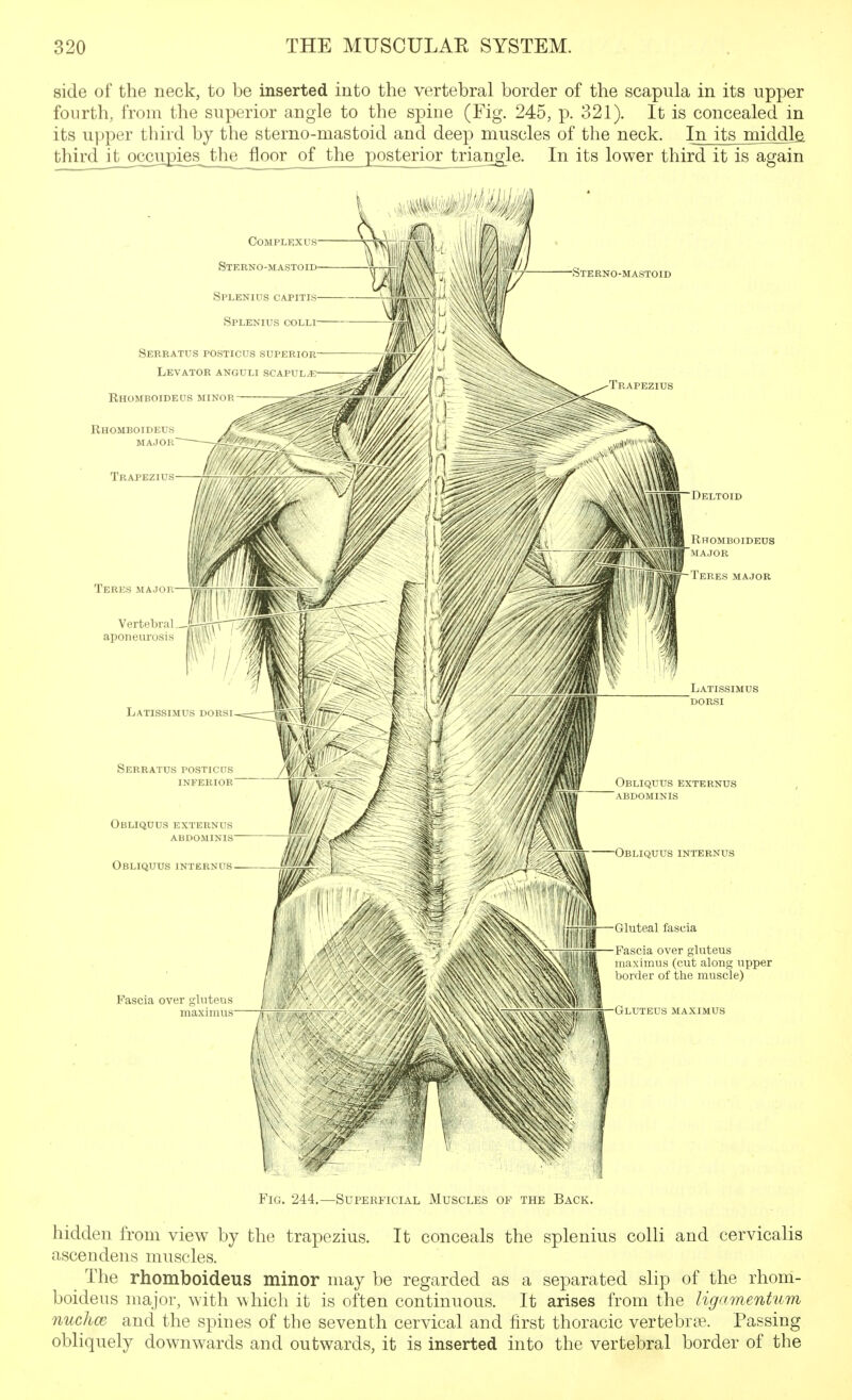 side of the neck, to be inserted into the vertebral border of the scapula in its upper fourth, from the superior angle to the spine (Fig. 245, p. 321). It is concealed in its upper third by the sterno-mastoid and deep muscles of the neck. In its middle third it occupies^ the floor of the posterior triangle. In its lower third it is again Fig. 244.—Superficial Muscles op the Back. hidden from view by the trapezius. It conceals the splenius colli and cervicalis ascendens muscles. _ The rhomboideus minor may be regarded as a separated slip of the rhom- boideus major, with which it is often continuous. It arises from the ligamentum nuchm and the spines of the seventh cervical and first thoracic vertebrae. Passing obliquely downwards and outwards, it is inserted into the vertebral border of the