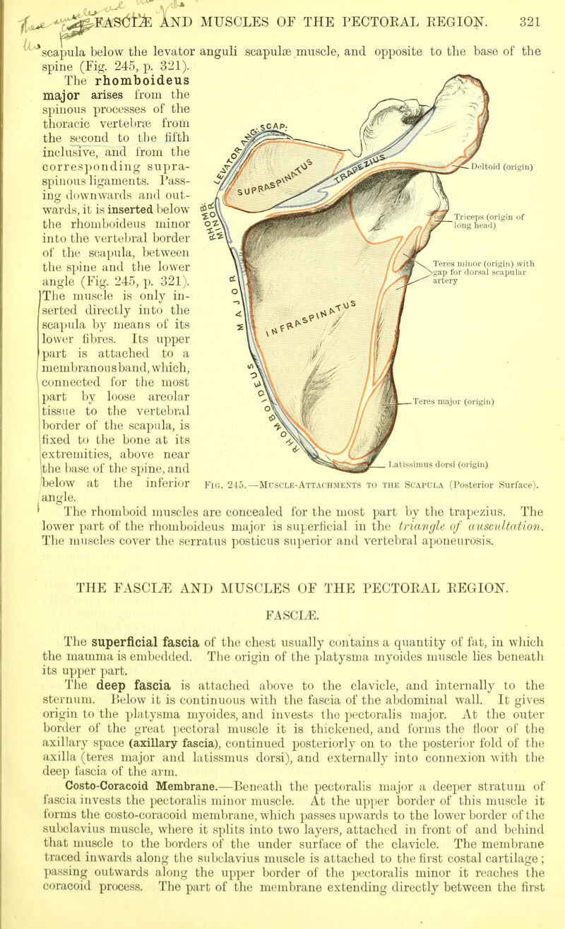 Deltoid (origin) ceps (origin of g head) lor (origin) with orsal scapuhir ^''scapula below the levator anguli scapulae muscle, and opposite to the base of the spine (Fig. 245, p. 321). The rhomboideus major arises from the spinous processes of the thoracic vertebrae from the second to the fifth inclusive, and from the corresponding supra- spinous ligaments. Pass- ing downwards and out- wards, it is inserted below the rhomboideus minor into the vertebral border of the scapula, between the spine and the lower angle (Fig. 245, p. 321). The muscle is only in- serted directly into the scapula by means of its lower fibres. Its upper part is attached to a membranou s band, which, connected for the most part by loose areolar tissue to the vertebral border of the scapula, is fixed to the bone at its extremities, above near the base of the spine, and below at the inferior angle. ' The rhomboid muscles are concealed for the most part by the trapezius. The lower part of the rhomboideus major is superficial in the triangle of auscultation. The muscles cover the serratus posticus superior and vertebral aponeurosis. Fig. 245. major (origin) atissimus dorsi (origin) ■Muscle-Attachments to the Scapula (Posterior Surface). THE FASCIA AND MUSCLES OF THE PECTOEAL EEGION. FASCIA. The superficial fascia of the chest usually contains a quantity of fat, in which the mamma is embedded. The origin of the platysma myoides muscle lies beneath its upper part. The deep fascia is attached above to the clavicle, and internally to the sternum. Below it is continuous with the fascia of the abdominal wall. It gives origin to the platysma myoides, and invests the pectoralis major. At the outer border of the great pectoral muscle it is thickened, and forms the floor of the axillary space (axillary fascia), continued posteriorly on to the posterior fold of the axilla (teres major and latissmus dorsi), and externally into connexion with the deep fascia of the arm. Costo-Coracoid Membrane.—Beneath the pectorahs major a deeper stratum of fascia invests the pectoralis minor muscle. At the upper border of this muscle it forms the costo-coracoid membrane, which passes upwards to the lower border of the subclavius muscle, where it splits into two layers, attached in front of and behind that muscle to the borders of the under surface of the clavicle. The membrane traced inwards along the subclavius muscle is attached to the first costal cartilage; passing outwards along the upper border of the pectoralis minor it reaches the coracoid process. The part of the membrane extending directly between the first