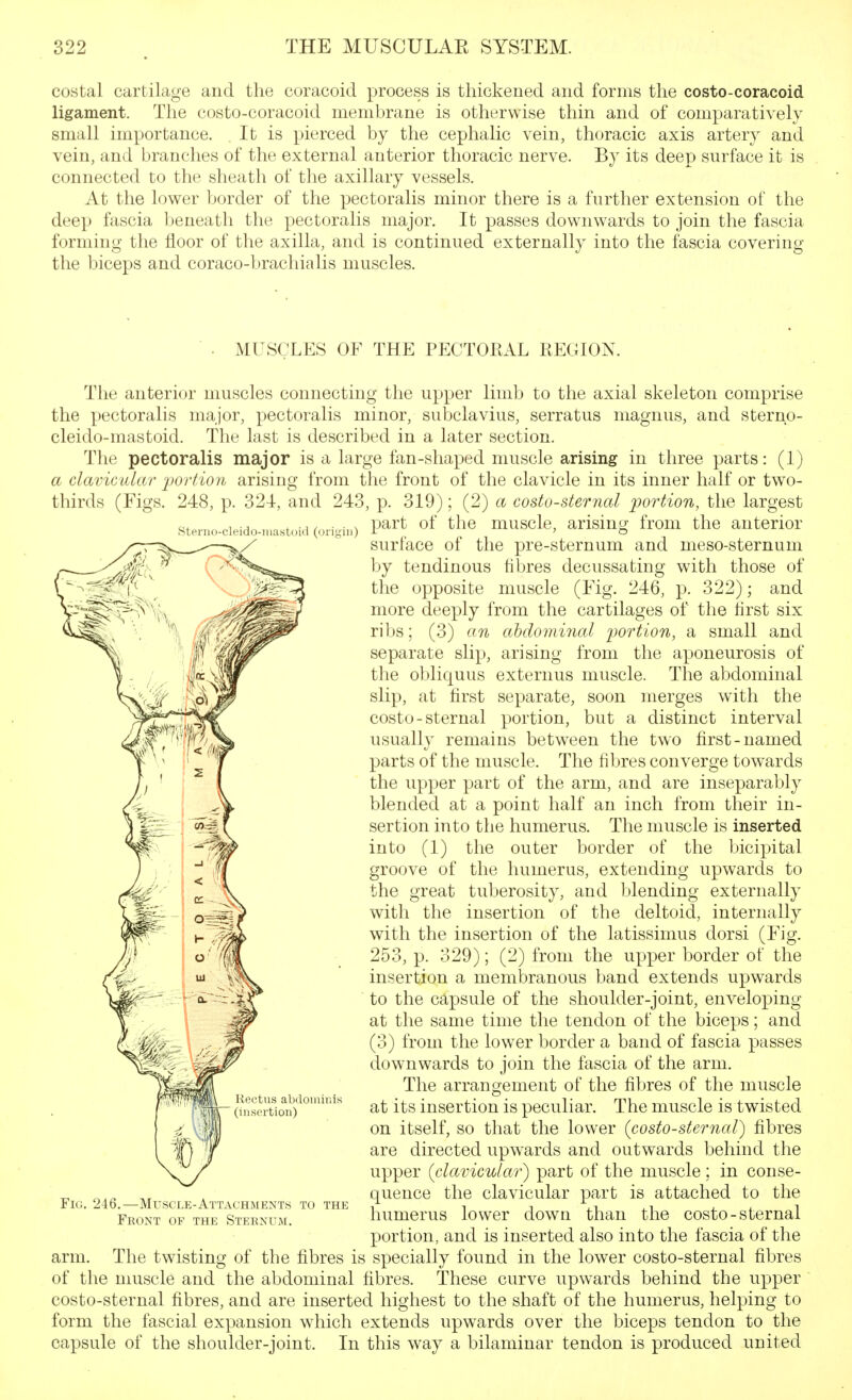 costal cartilage and the coracoid process is thickened and forms the costo-coracoid ligament. The costo-coracoid membrane is otherwise thin and of comparatively small importance. It is pierced by the cephalic vein, thoracic axis artery and vein, and branches of the external anterior thoracic nerve. By its deep surface it is connected to the sheath of the axillary vessels. At the lower border of the pectoralis minor there is a further extension of the deep fascia beneath the pectoralis major. It passes downwards to join the fascia forming the floor of the axilla, and is continued externally into the fascia covering the biceps and coraco-bracliialis muscles. MUSCLES OF THE PECTORAL REGION. .Stenin-cleido-iiiastoicl (urigiii) The anterior muscles connecting the upper limb to the axial skeleton comprise the pectoralis major, pectoralis minor, subclavius, serratus magnus, and sternp- cleido-mastoid. The last is described in a later section. The pectoralis major is a large fan-shaped muscle arising in three parts: (1) a clavicular portion arising from the front of the clavicle in its inner half or two- thirds (Figs. 248, p. 324, and 243, p. 319); (2) a costo-sternal portion, the largest part of the muscle, arising from the anterior surface of the pre-sternum and meso-sternum by tendinous fibres decussating with those of the opposite muscle (Fig. 246, p. 322); and more deeply from the cartilages of the first six ribs; (3) an abdominal j^ortion, a small and separate slip, arising from the aponeurosis of the obliquus externus muscle. The abdominal slip, at first separate, soon merges with the costo-sternal portion, but a distinct interval usually remains between the two first-named parts of the muscle. The fibres converge towards the upper part of the arm, and are inseparably blended at a point half an inch from their in- sertion into the humerus. The muscle is inserted into (1) the outer border of the bicipital groove of the humerus, extending upwards to the great tuberosity, and blending externally with the insertion of the deltoid, internally with the insertion of the latissimus dorsi (Fig. 253, p. 329); (2) from the upper border of the insertion a membranous band extends upwards to the capsule of the shoulder-joint, enveloping at the same time the tendon of the biceps; and (3) from the lower border a band of fascia passes downwards to join the fascia of the arm. The arrangement of the fibres of the muscle at its insertion is peculiar. The muscle is twisted on itself, so that the lower (costo-sternal) fibres are directed upwards and outwards behind the upper (clavicular) part of the muscle; in conse- quence the clavicular part is attached to the humerus lower down than the costo-sternal portion, and is inserted also into the fascia of the arm. The twisting of the fibres is specially found in the lower costo-sternal fibres of the muscle and the abdominal fibres. These curve upwards behind the upper costo-sternal fibres, and are inserted highest to the shaft of the humerus, helping to form the fascial expansion which extends upwards over the biceps tendon to the capsule of the shoulder-joint. In this way a bilaminar tendon is produced united Rectus abdominis (iiisortion) Fig. 246.—Muscle-Attachments to the Front of the Sternum.