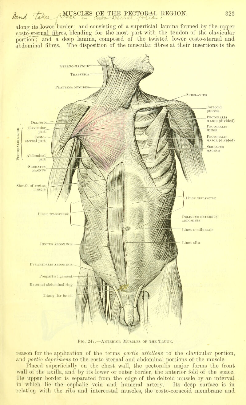 along its lower border; and consisting of a superficial lamina formed by the upper costo-sternaLfibres, blending for the most part with the tendon of the clavicular portion; and a deep lamina, composed of the twisted lower costo-sternal and abdominal fibres. The disposition of the muscular fibres at their insertions is the Sterxo-mastoid Trapkzius SlFBCLAVIUS ()oracoid process Pectoralis MAJOR (divided) I^ECTORALIS MINOR Pectoralis MAJOR (divided) jserratus ,/ MAGNl^S Jjineii' transvers Obliquv's externus abdominis Tjinea semilunaris rVRAMIDALlS ABDOMINIS-^ j Poupart's ligament—- External abdominal ring- Triangiilar fascia Fig. 247.—Anterior Muscles of the Trunk. reason for the application of the terms fortio attollens to the clavicular portion, and portio deprimms to the costo-sternal and abdominal portions of the muscle. Placed superficially on the chest wall, the pectoralis major forms the front wall of the axilla, and by its lower or outer border, the anterior fold of the space. Its upper border is separated I'rom the edge of the deltoid muscle by an interval in which lie the ceplialic vein and humeral artery. Its deep surface is in relation with the ribs and intercostal muscles, the costo-coracoid membrane and