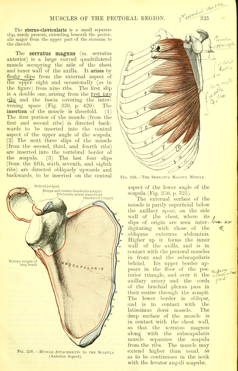 The sterno-clavicularis is a small separate slip, rarely j^^'^sent, extending beneath the pector- alis major from the upper part of the sternum to the clavicle. The serratus magnus (m. serratus anterior) is a large curved quadrilateral muscle occupying the side of the chest and inner wall of the axilla. It arises by fleshy slips from the external aspect of the upper eight and occasionally (as in the figure) from nine ribs. The first slip is a double one, arising from the first two rib§_ and the fascia covering the inter- vening space (Fig. 330, p. 420). The insertion of the muscle is threefold. (1) The first portion of the muscle (from the first and second ribs) is directed back- wards to be inserted into the ventral aspect of the upper angle of the scapula. (2) The next three slips of the muscle (from the second, third, and fourth ribs) are inserted into the vertebral border of the scapula. (3) The last four slips (from the fifth, sixth, seventh, and eighth ribs) are directed obliquely upwards and backwards, to be inserted on the ventral Fig. 249.—The Serratus Magnus Muscle. Deltoid (origin) Biceps and coraco-bracliialis (origin) Pectoralis minor (insertion) Omohyoid (origin) Triceps (origin ot long head) Fig. 250. Muscle-Attachments to the Scapula (Anterior Aspect). aspect of the lower angle of the scapula (Fig. 250, p. 325). The external surface of the muscle is partly superficial below the axillary space, on the side wall of the chest, where its y slips of origin are seen inter- ^<^-*^ digitating with those of the obHquus externus abdominis. Higher up it forms the inner wall of the axilla, and is in contact with the pectoral muscles in front and the subscapularis behind. Its upper border ap- pears in the floor of the pos- ^^r^ terior triangle, and over it the c^3f*^t^ axillary artery and the cords . of the brachial plexus pass in their course through tlie aimpit. The lower border is oblique, and is in contact with the latissimus dorsi muscle. The deep surface of the muscle is in contact with the chest wall, so that the serratus magnus along with the subscapularis muscle separates the scapula from the ribs. The muscle may extend higher than usual, so as to be continuous in the neck with the levator anguli scapulae.