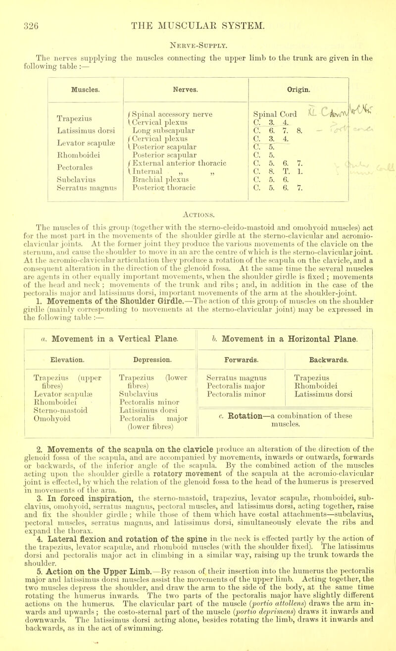 Nerve-Supply. Tlie nerves siij^^^lying tlie muscles connecting the upper limb to the trunk are given in the following table :— Muscles. Trapezius Latissimus dorsi Levator scapulae Rhomboidei Pectorales Subclavius Serratus maf?nus Nerves. / Spinal accessory nerve I Cervical plexus Long subscapular /Cervical j^lexus I Posterior scapular Posterior scapular /External anterior thoracic llnternal „ „ Brachial plexus Posterior thoracic Origin. Spinal C. 3. C. 6. C. 3. C. 5. C. 5. C. 5. C. 8. C. 5. C. 5. Cord ^ CiijW^ 4. 7. 8. 4. 6. 7. T. 1. 6. 6. 7. Actions. The muscles of tliis group (together with the sterno-cleido-mastoid and omohyoid muscles) act for the most part in the movements of the shoulder girdle at the sterno-clavicular and acromio- clavicular joints. At the former joint they produce the various movements of the clavicle on the sternum, and cause the shoulder to move in an arc the centre of which is the sterno-clavicular joint. At the acromio-clavicidar articulation they produce a rotation of the scapula on the clavicle, and a consequent alteration in the direction of the glenoid fossa. At the same time the several muscles are agents in other equally important movements, when the shoulder girdle is fixed ; movements of the liead and neck ; movements of the trunk and ribs; and, in addition in the case of the pectoi'alis major and latissimus dorsi, important movements of the arm at the shoulder-joint. 1. Movements of the Shoulder Girdle.—The action of this group of muscles on the shoulder girdle (mainly corresjjonding to movements at the sterno-clavicular joint) may be exjDressed in the following table :— a. Movement in a Vertical Plane. 6. Movement in a Horizontal Plane. Elevation. Depression. Forwards. Backwards. Trapezius (upper fibres) Levator sca^^ulae Rhomboidei Sterno-mastoid Omohyoid Trapezius (lower fibres) Subclavius Pectoralis minor Latissimus dorsi Pectoralis major (lower fibres) Serratus magnus Pectoralis major Pectoralis minor Trapezius Rhomboidei Latissimus dorsi j c. Rotation—a combination of these j muscles. 2. Movements of the scapula on the clavicle produce an alteration of the direction of the glenoid fossa of the sca2)ula, and are accompanied by movements, inwards or outwards, forwards or backwards, of the inferior angle of the scapula. By the combined action of the muscles acting upon the shoulder girdle a rotatory movement of the scapula at the acromio-clavicular joint is effected, by which the relation of the glenoid fossa to the head of the humerus is j)reserved in movements of the arm. 3- In forced inspiration, the sterno-mastoid, trapezius, levator scapulte, rhomboidei, sub- clavius, omohyoid, serratus magnus, pectoral muscles, and latissimus dorsi, acting together, raise and fix the shoulder girdle ; while those of them which have costal attachments—subclavius, pectoral muscles, serratus magnus, and latissimus dorsi, simultaneously elevate the ribs and expand the thorax. 4. Lateral flexion and rotation of the spine in the neck is eftected partly by the action of the trapezius, levator scapulae, and rhomboid muscles (with the shoulder fixed). The latissimus dorsi and pectoralis major act in climbing in a similar way, raising uj) the trunk towards the shoulder. 5. Action on the Upper Limb.—By reason of their insertion into the humerus the pectoralis major and latissimus dorsi muscles assist the movements of the upper limb. Acting together, the two muscles depress the shoulder, and draw the arm to the side of the body, at tlie same time rotating the humerus inwards. The two parts of the pectoralis major have slightly different actions on the humerus. The clavicular part of the muscle {fortio attollens) draws the arm in- wards and upwards ; the cos to-sternal part of the muscle {portio deprimens) draws it inwards and downwards. The latissimus dorsi acting alone, besides rotating the limb, draws it inwards and backwards, as in the act of swimming.