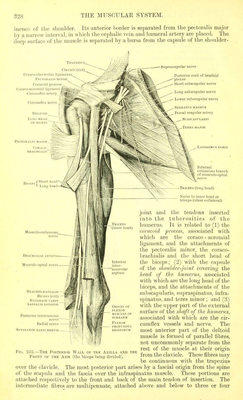 inence of the shoulder. Its anterior border is separated from the pectoralis major by a narrow interval, in wliich the cephalic vein and humeral artery are placed. The deep surface of the muscle is separated by a bursa from the capsule of the shoulder- Trapezius Clavicl(! (cut) Coraco-clavicular liganuiiits Pkctobalis minor Coracoid piocess Coraco-acromial ligaiiKMil Circumflex artery Circumflex nerve I'l ^1 Deltoidj M ^. Long head IT \^ ''VP' OF biceps' 7i—^I'-'W 1 B ' Pectoralis MA.JOTi__ CORACO- BRACHIALIS Posterior cord of brachial plexus Sliort subscapular nerve Long subscapular nerve Lower subscapular nerve . SeRRATUS MAGNUS ^ Dorsal scapular artery SUBSCAPULARIS '  k* ^TeRES MAJOR Latissimus dorsi Biceps / Short head I Long head Musculo-cutaneous Brachialis anticus Musculo-spiral nerve—— Brachio-radialis Biceps (cut) Extensor carpi radialis longior Posterior interosseous nerve Radial nerve Supinator radii brevis Internal cutaneous branch of musculo-spiral nerve Tbiceps (long head) Nerve to inner head of triceps (ulnar collateral) joint and the tendons inserted into the tuberosities of the humerus. It is related to (1) the coracoid process, associated with which are the coraco - acromial ligament, and the attachments of the pectoralis minor, the coraco- brachialis and the short head of the biceps; (2) with the capsule of the shoulder-joint covering the head of the humerus, associated with which are the long head of the biceps, and the attachments of the subscapularis, supraspinatus, infra- spinatus, and teres minor ; and (3) with the upper part of the external surface of the shaft of the humerus, associated with which are the cir- cumflex vessels and nerve. The most anterior part of the deltoid muscle is formed of parallel fibres, not uncommonly separate from the rest of the muscle at their origin from the clavicle. These fibres may be continuous with the trapezius The most posterior part arises by a fascial origin from the spine These portions are The Fig. 252.—The Posterior Wall of tee Axilla and the Front of the Arm (the biceps being divided). over the clavicle of the scapula and the fascia over the infraspinatus muscle, attached respectively to the front and back of the main tendon of insertion, intermediate fibres are multipennate, attached above and below to three or four