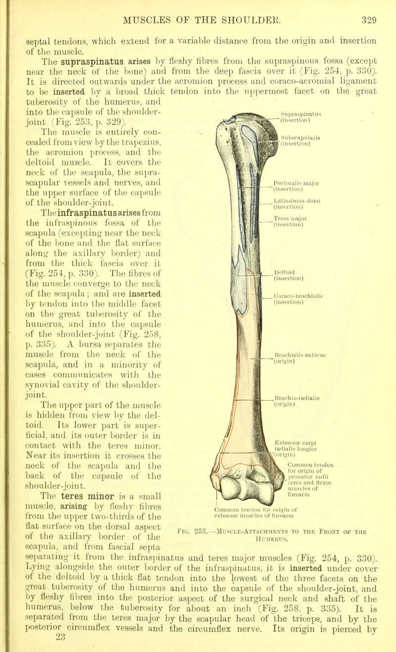 septal tendons, which extend for a variable distance from the origin and insertion of the muscle. The supraspinatus arises by fleshy fibres from the supraspinous fossa (except near the neck of the bone) and from the deep fascia over it (Fig. 254, p. 330). It is directed outwards under the acromion process and coraco-acromial ligament to be inserted by a broad thick tendon into the uppermost facet on the great tuberosity of the humerus, and into the capsule of the shoulder- joint rFig. 253, p. 329). The muscle is entirely con- cealed from view by the trapezius, the acromion process, and the deltoid muscle. It covers the neck of the scapula, the supra- scapular vessels and nerves, and the upper surface of the capsule of the shoulder-joint. The infraspinatus arises from the iufraspinous fossa of the scapula (excepting near the neck of the bone and the fiat surface along the axillary border) and from the thick fascia over it (Fig. 254, p. 330). The fibres of the muscle converge to the neck of the scapula; and are inserted by tendon into the middle facet on the great tuberosity of the humerus, and into the capsule of the shoulder-joint (Fig. 258, p. 335). A bursa separates the muscle from the neck of the scapula, and in a minority of cases communicates with the synovial cavity of the shoulder- joint. The upper part of the muscle is hidden from view by the del- toid. Its lower part is super- ficial, and its outer border is in contact with the teres minor. Near its insertion it crosses the neck of the scapula and the back of the capsule of tlie shoulder-joint. The teres minor is a small muscle, arising by fleshy fibres from the upper two-thirds of the fiat surface on the dorsal aspect of the axillary border of the scapula, and from fascial septa separating it from the infraspinatus and teres major muscles (Fig. 254, p. 330). Lying alongside the outer border of the infraspinatus, it is inserted under cover of the deltoid by a thick flat tendon into the lowest of the three facets on the great tuberosity of the humerus and into the capsule of the shoulder-joint, and by fleshy fibres into the posterior aspect of the surgical neck and shaft of the humerus, below the tuberosity for about an inch (Fig. 258, p. 335). It is separated from the teres major by the scapular head of the triceps, and by the posterior circumflex vessels and the circumflex nerve. Its origin is pierced by 23 13rachiali.s anticus (origin) Fig. 253. Extensor carpi l ailialis longior ngm) Common tendon or origin of )n)iiator radii 1 ores and ttexor muscles of forearm Common ltin<l( extensor mtiscles of forearm -Muscle-Attachments to the Front of the Humerus.