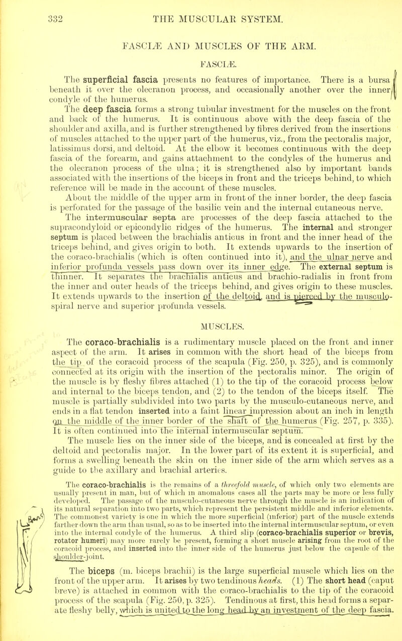 EASCIyE AND MUSCLES OE THE ARM. FASCI.E. The superficial fascia presents no features of importance. There is a bursa | beneath it over the olecranon process, and occasionally another over the inneril condyle of the humerus. The deep fascia forms a strong tubular investment for the muscles on the front and back of the humerus. It is continuous above with the deep fascia of the shoulder and axilla, and is further strengthened by fibres derived from the insertions of muscles attached to the upper part of the humerus, viz., from the pectoralis major, latissimus dorsi, and deltoid. At the elbow it becomes continuous with the deep fascia of the forearm, and gains attachment to the condyles of the humerus and the olecranon process of the ulna; it is strengthened also by important bands associated with the insertions of the biceps in front and the triceps behind, to which reference will be made in the account of these muscles. About the middle of the upper arm in front of tlie inner border, the deep fascia is perforated for the passage of the basilic vein and the internal cutaneous nerve. The intermuscular septa are processes of the deep fascia attached to the supracondyloid or epicondylic ridges of the humerus. The internal and stronger septum is placed between the brachialis anticus in front and the inner head of the triceps behind, and gives origin to both. It extends upwards to the insertion of the coraco-brachialis (which is often continued into it), and the ulnar nerve and inferior profunda vessels pass down over its inner ed^e- The external septum is thinner. It separates the brachialis antic'iis and brachio-radialis in front from the inner and outer heads of the triceps behind, and gives origin to these muscles. It extends upwards to the insertion pf the deltoi^ and is pierced by the musculo- spiral nerve and superior profunda vessels. MUSCLES. The coraco-brachialis is a rudimentary muscle placed on the front and inner aspect of the arm. It arises in common with the short head of the biceps from the tip of the coracoid process of the scapula (Fig. 250, p. 325), and is commonly connected at its origin with the insertion of the pectoralis minor. The origin of the muscle is by fleshy fibres attached (1) to the tip of the coracoid process below and internal to the biceps tendon, and (2) to the tendon of the biceps itself. The muscle is partially subdivided into two parts by the musculo-cutaneous nerve, and ends in a flat tendon inserted into a faint linear impression about an inch in length Oa^Uie^ middle of the inner border of the^sKaft of the humerus (Eig. 257, p. 335). It is often continued into the internal intermuscular septum7^'^ The muscle lies on the inner side of the biceps, and is concealed at first by the deltoid and pectoralis major. In the lower part of its extent it is superficial, and forms a swelling beneath the skin on the inner side of the arm which serves as a guide to the axillary and brachial arteries. The coraco-brachialis is the remains of a threefold muscle^ of wliich only two elements are usually present in man, hut of wliich m anomalous cases all the parts may be more or less fully developed. The passage of the musculo-cutaneous nerve through the muscle is an indication of its natural sej^aration into two parts, which represent the persistent middle and inferior elements. The commonest variety is one in which the more sujoerficial (inferior) part of the muscle extends farther down the arm than usual, so as to be inserted into the internal intermuscular septum, or even into tlie internal condyle of the humerus. A third slip (coraco-brachialis superior or brevis, rotator humeri) may more rarely be jDreseiit, forming a short muscle arising from the root of the coracoid process, and inserted into the inner side of the humerus just below the capsule of the sjioulder-j oiiit. The biceps (m. biceps brachii) is the large superficial muscle which lies on the front of the upper arm. It arises by two tendinous heads. (1) The short head (caput breve) is attached in common with the coraco-brachialis to the tip of the coracoid process of the scapula (Eig. 250, p. 325). Tendinous at first, this head forms a separ- ate fleshy belly, \vhichkmiited Lo thejong he^^d-by an iny^estment^on^he deepfascia.