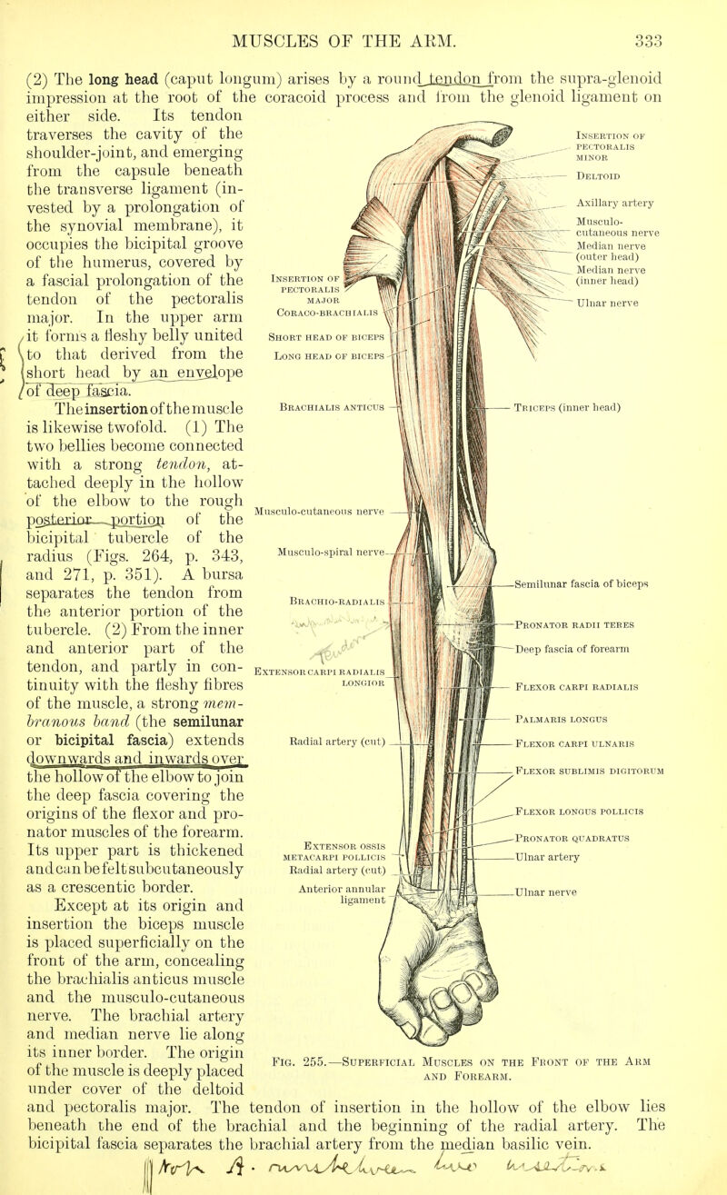 Insertion of pectoralis MAJOR coraco-brach [a Short head oi bk lps Long head of Brachialis anticus Insertion of pectoralis minor Deltoid Axillary artery Musculo- cutaneous nerve Median nerve (outer head) Median nerve (inner head) Ulnar nerve (2) The long head (caput loiigum) arises by a rouncLl£ndQS_irom the supra-gienoid impression at the root of the coracoicl process and irom the glenoid ligament on either side. Its tendon traverses the cavity of the shoulder-joint, and emerging from the capsule beneath the transverse ligament (in- vested by a prolongation of the synovial membrane), it occupies the bicipital groove of the humerus, covered by a fascial prolongation of the tendon of the pectoralis major. In the upper arm it forms a fleshy belly united to that derived from the short head b^^n^eny^ope of deep Hscia. The insertion of the muscle is likewise twofold. (1) The two bellies become connected with a strong tendon, at- tached deeply in the hollow of the elbow to the rough postaiiD£_-..portioj:i of the bicipital tubercle radius (Figs. 264, and 271, p. 351). Trk TPS (inner head) Musculo-cutaneous nerve of P- Musculo-spiral nerve- BrACHIO-RADI; Extensor carpi radialis LONGIOR Radial artery (cut) Extensor ossis metacarpi pollicis Radial artery (cut) Anterior annular lisamen -Semilunar fascia of biceps Pronator radii teres Deep fascia of forearm Flexor carpi badialis — Palmaris longus Flexor carpi ulnaris the 343, bursa separates the tendon from the anterior portion of the tubercle. (2) From the inner and anterior part of the tendon, and partly in con- tinuity with the fleshy fibres of the muscle, a strong mem- hranous hand (the semilunar or bicipital fascia) extends dowmwards and inwards over the hollow of the elbow to join the deep fascia covering the origins of the flexor and pro- nator muscles of the forearm. Its upper part is thickened andean be felt subcutaneously as a ere seen tic border. Except at its origin and insertion the biceps muscle is placed superficially on the front of the arm, concealing the brachialis anticus muscle and the musculo-cutaneous nerve. The brachial artery and median nerve lie along its inner border. The origin of the muscle is deeply placed under cover of the deltoid and pectoralis major. The tendon of insertion in the hollow of the elbow lies beneath the end of the brachial and the beginning of the radial artery. The bicipital fascia separates the brachial artery from the median basilic vein. Flexor sublimis digitorum Flexor longus pollicis -Pronator quadratus -Ulnar artery -Ulnar nerv( Fig. 255. -Superficial Muscles on the Front op the Arm AND Forearm.