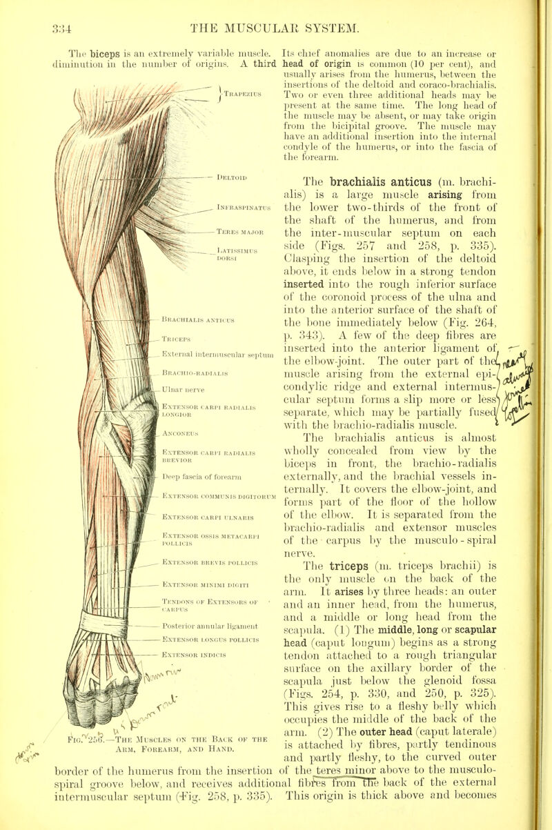Trapezius Infraspinatus Teres major Tlie biceps is an extremely variable muscle. Its cliief anomalies are due to an increase or diminution in the number of origins. A third head of origin is common (10 j^er cent), and usually arises from the humerus, between tlie insertions of the deltoid and coraco-brachialis. Two or even three additional heads may l^e J)resent at the same time. The long head of the muscle may be absent, or may take origin from the bicijDital groove. The muscle may have an additional insertion into the internal condyle of the humerus, or into the fascia of the forearm. The brachialis anticus (m. brachi- alis) is a large miibcle arising from the lower two-thirds of the front of the shaft of the hnmerus, and from the inter-muscular septum on each side (Figs. 257 and 258, p. 335). Clasping the insertion of the deltoid above, it ends below in a strong tendon inserted into the rough inferior surface of the coronoid process of the ulna and into the anterior surface of the shaft of the bone immediately below (Tig. 264, p. 343). A few of the deep fibres are inserted into the anterior ligament of, the elbow-joint. The outer part of the muscle arising from the external epi- condylic ridge and external intermus-y cular septum forms a slip more or less^ separate, which may be partially fused, with the brachio-radialis muscle. The brachialis anticus is almost wholly concealed from view by the biceps in front, the brachio-radialis externally, and the brachial vessels in- ternally. It covers the elbow-joint, and forms part of the lloor of the hollow of the elbow. It is separated from the brachio-radialis and extensor muscles of the carpus by the musculo - spiral nerve. The triceps (ni. triceps brachii) is the only muscle on the back of the arm. It arises by three heads: an outer and an inner head, from the humerus, and a middle or long head from the scapula. (1) The middle, long or scapular head (caput lougum) begins as a strong tendon attached to a rough triangular ptiini \ 1 I N^OR ( OMMUNJS DIGITORUM surface on the axillary border of the scapula just below the glenoid fossa (Figs. 254, p. 330, and 250, p. 325). This gives rise to a fleshy belly which occupies the middle of the back of the arm. (2) The outer head (caput laterale) is attached by fibres, partly tendinous and partly fleshy, to the curved outer border of the humerus from the insertion of the teresjminor above to the musculo- spiral groove below, and receives additional fib^eT^WonT the back of the external intermuscular septum (-Fig. 258, p. 335). This origin is thick above and becomes ■The Muscles on the Back of the Arm, Forearm, and Hand.