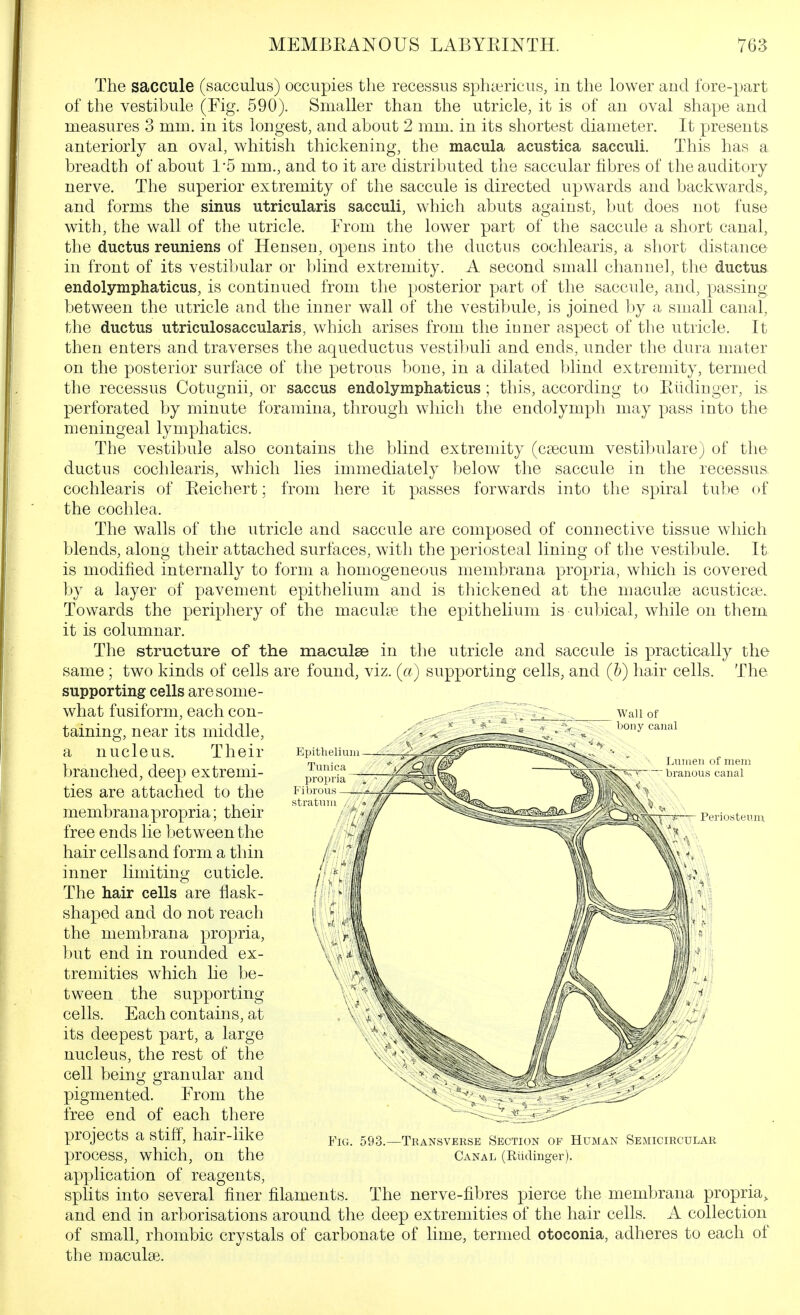 The saccule (sacculus) occupies the recessus sphafricus, in the lower aud fore-part of the vestibule (Fig. 590). Smaller than the utricle, it is of an oval shape and measures 3 mm. in its longest, and about 2 mm. in its shortest diameter. It presents anteriorly an oval, whitish thickening, the macula acustica sacculi. This has a breadth of about 1-5 mm., and to it are distributed the saccular fibres of the auditory nerve. The superior extremity of the saccule is directed upwards and backwards^ and forms the sinus utricularis sacculi, which abuts against, but does not fuse with, the wall of the utricle. From the lower part of the saccule a short canal, the ductus reuniens of Henseu, opens into the ductus cochlearis, a short distance in front of its vestibular or bhnd extremity. A second small channel, the ductus endolymphaticus, is continued from the posterior part of the saccule, and, passing between the utricle and the inner wall of the vestibule, is joined by a small canal, the ductus utriculosaccularis, which arises from the inner aspect of the utricle. It then enters and traverses the aqueductus vestibuli and ends, under the dura mater on the posterior surface of the petrous bone, in a dilated blind extremity, termed the recessus Cotugnii, or saccus endolymphaticus ; this, according to Eiidinger, is, perforated by minute foramina, through which the endolymph may pass into the meningeal lymphatics. The vestibule also contains the blind extremity (caecum vestibulare) of the ductus cochlearis, w^hich lies immediately below the saccule in the recessus cochlearis of Eeichert; from here it passes forwards into the spiral tube of the cochlea. The walls of the utricle and saccule are composed of connective tissue wdiich blends, along their attached surfaces, with the periosteal lining of the vestibule. It is modified internally to form a homogeneous membrana propria, which is covered by a layer of pavement epithelium and is thickened at the macukie acusticse. Towards the periphery of the macukie the epithelium is cubical, while on them it is columnar. The structure of the maculse in the utricle and saccule is practically the same ; two kinds of cells are found, viz. («) supporting cells, and (b) hair cells. The supporting cells are some- what fusiform, each con- taining:, near its middle. Their branched, deep extremi- ties are attached to the membrana propria; their free ends lie between the hair cells and form a thin inner limiting cuticle. The hair cells are flask- shaped and do not reach the membrana propria, but end in rounded ex- tremities which lie be- tween the supporting cells. Each contains, at its deepest part, a large nucleus, the rest of the cell being granular and pigmented. From the free end of each there projects a stiff, hair-like process, which, on the application of reagents, splits into several finer filaments, and end in arborisations around the nucleus. JjUiuen of mem branous canal rei-iosteu.m. B^iG. 593. -Transverse Section of Human Semicircular Canal (Rildinger). The nerve-fibres pierce the membrana propria^ deep extremities of the hair cells. A collection of small, rhombic crystals of carbonate of lime, termed otoconia, adheres to each of the macular.