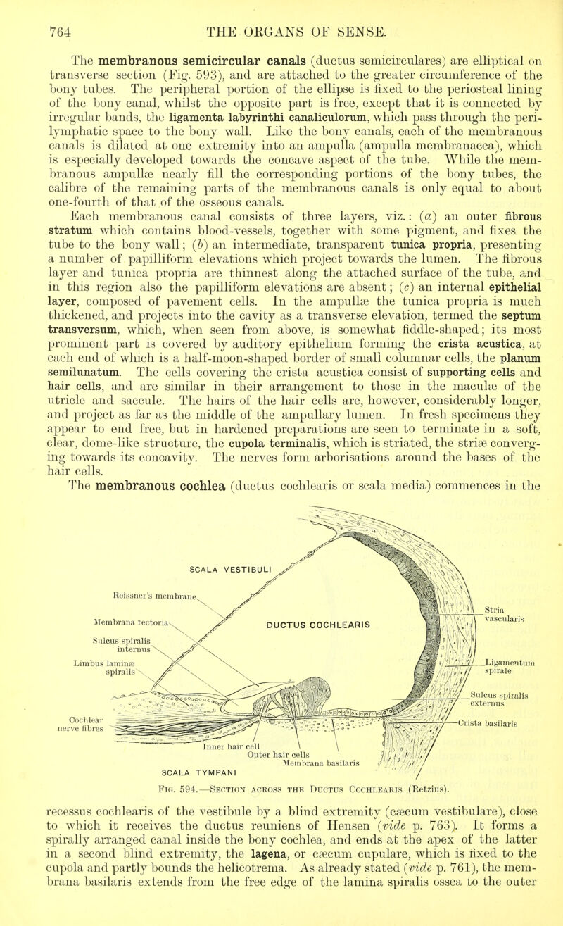The membranous semicircular canals (ductus semicirculares) are elliptical on transverse section (Fig. 593), and are attached to the greater circumference of the bony tubes. The peripheral portion of the ellipse is fixed to the periosteal lining of the bony canal, whilst the opposite part is free, except that it is connected by irregular bands, the ligamenta labyrinthi canaliculorum, which pass through the peri- lymphatic space to the bony wall. Like the bony canals, each of the membranous canals is dilated at one extremity into an ampulla (ampulla membranacea), which is especially developed towards the concave aspect of the tube. While the mem- branous ampullse nearly fill the corresponding portions of the bony tubes, the calibre of the remaining parts of the membranous canals is only equal to about one-fourth of that of the osseous canals. Each membranous canal consists of three layers, viz.: {a) an outer fibrous stratum which contains blood-vessels, together with some pigment, and fixes the tube to the bony wall; (jb) an intermediate, transparent tunica propria, presenting a number of papilliform elevations which project towards the lumen. The fibrous layer and tunica propria are thinnest along the attached surface of the tube, and in this region also the papilliform elevations are absent; (c) an internal epithelial layer, composed of pavement cells. In the ampullae the tunica propria is much thickened, and projects into the cavity as a transverse elevation, termed the septum transversum, which, when seen from above, is somewhat fiddle-shaped; its most prominent part is covered by auditory epithelium forming the crista acustica, at each end of which is a half-moon-shaped border of small columnar cells, the planum semilunatum. The cells covering the crista acustica consist of supporting cells and hair cells, and are similar in their arrangement to those in the macuke of the utricle and saccule. The hairs of the hair cells are, however, considerably longer, and project as far as the middle of the ampullary lumen. In fresh specimens they appear to end free, but in hardened preparations are seen to terminate in a soft, clear, dome-like structure, the cupola terminalis, which is striated, the stride converg- ing towards its concavity. The nerves form arborisations around the bases of the hair cells. The membranous cochlea (ductus cochlearis or scala media) commences in the Fig. 594.—Section across the Ductus Cochlearis (Retzius). recessus cochlearis of the vestibule by a blind extremity (caecum vestibulare), close to which it receives the ductus reuniens of Hensen {vide p. 763). It forms a spirally arranged canal inside the bony cochlea, and ends at the apex of the latter in a second blind extremity, the lagena, or caecum cupulare, which is fixed to the cupola and partly bounds the helicotrema. As already stated {vide p. 761), the mem- brana basilaris extends from the free edge of the lamina spiralis ossea to the outer