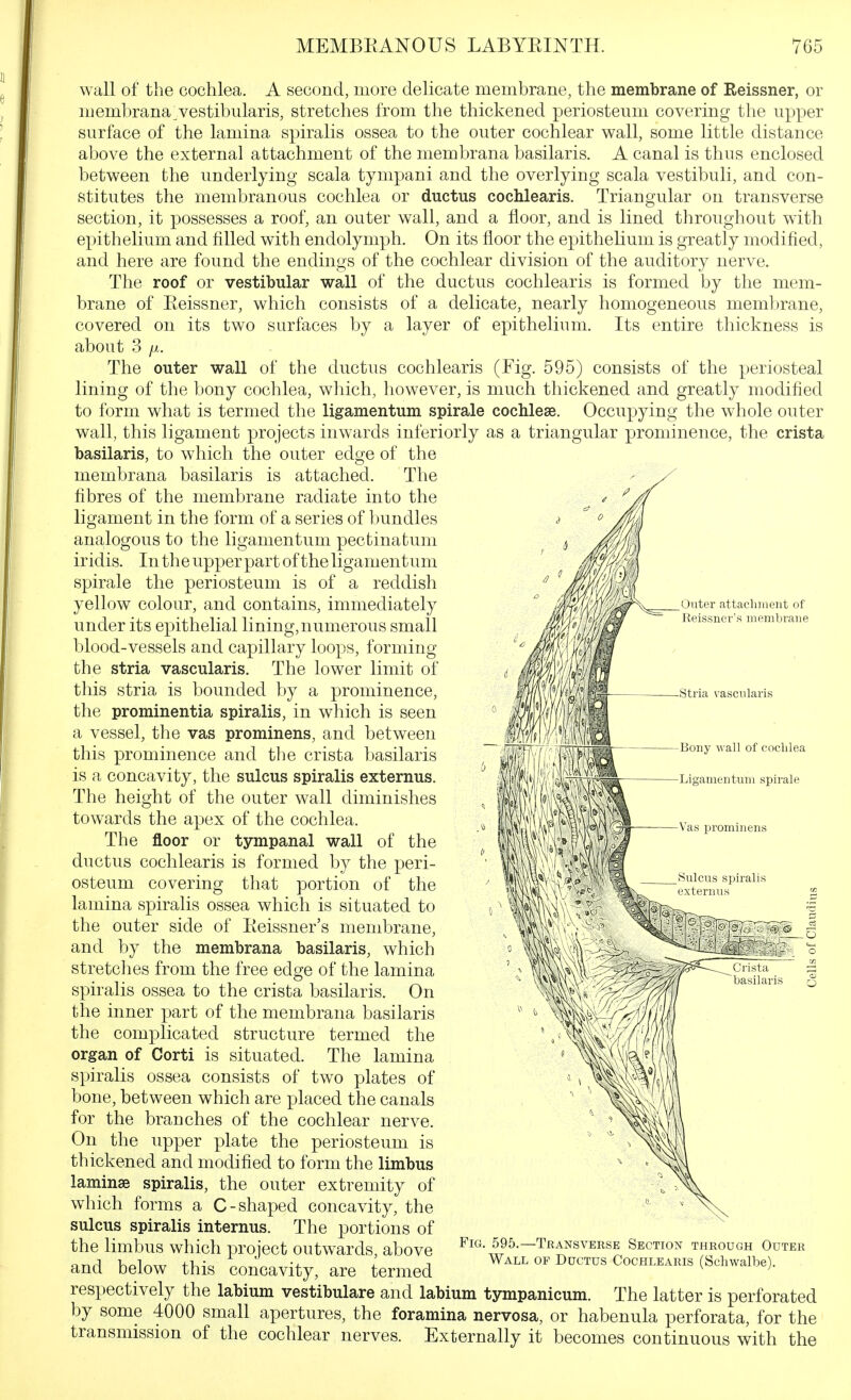 wall of the cochlea. A second, more delicate membrane, the membrane of Reissner, or membrana vestibularis, stretches from the thickened periosteum covering the upper surface of the lamina spiralis ossea to the outer cochlear wall, some little distance above the external attachment of the membrana basilaris. A canal is thus enclosed between the underlying scala tympani and the overlying scala vestibuli, and con- stitutes the membranous cochlea or ductus cochlearis. Triangular on transverse section, it possesses a roof, an outer wall, and a floor, and is lined throughout with epithelium and filled with endolymph. On its floor the epithelium is greatly modified, and here are found the endings of the cochlear division of the auditory nerve. The roof or vestibular wall of the ductus cochlearis is formed by the mem- brane of Eeissner, which consists of a delicate, nearly homogeneous membrane, covered on its two surfaces by a layer of epithelium. Its entire thickness is about 3 /X. The outer wall of the ductus cochlearis (Fig. 595) consists of the periosteal lining of the bony cochlea, which, however, is much thickened and greatly modified to form what is termed the ligamentum spirale cochleae. Occupying the whole outer wall, this ligament projects inwards interiorly as a triangular prominence, the crista basilaris, to which the outer edge of the membrana basilaris is attached. The fibres of the membrane radiate into the ligament in the form of a series of bundles analogous to the ligamentum pectinatum ir idis. In the upper part of the ligamentum spirale the periosteum is of a reddish yellow colour, and contains, immediately under its epithelial lining,numerous small blood-vessels and capillary loops, forming the stria vascularis. The lower limit of this stria is bounded by a prominence, the prominentia spiralis, in which is seen a vessel, the vas prominens, and between this prominence and the crista basilaris is a concavity, the sulcus spiralis externus. The height of the outer wall diminishes towards the apex of the cochlea. The floor or tympanal wall of the ductus cochlearis is formed by the peri- osteum covering that portion of the lamina spirahs ossea which is situated to the outer side of Eeissner's membrane, and by the membrana basilaris, which stretches from the free edge of the lamina spiralis ossea to the crista basilaris. On the inner part of the membrana basilaris the complicated structure termed the organ of Corti is situated. The lamina spiralis ossea consists of two plates of bone, between which are placed the canals for the branches of the cochlear nerve. On the upper plate the periosteum is thickened and modified to form the limbus laminae spiralis, the outer extremity of which forms a C-shaped concavity, the sulcus spiralis internus. The portions of the limbus which project outwards, above and below this concavity, are termed Outer attachment of Reissner's membrane Stria vascularis Bony wall of cochlea Fig. 595.—Transverse Section through Outer Wall of Ductus Cochlearis (Schwalbe). respectively the labium vestibulare and labium tympanicum. The latter is perforated by some 4000 small apertures, the foramina nervosa, or habenula perforata, for the transmission of the cochlear nerves. Externally it becomes continuous with the
