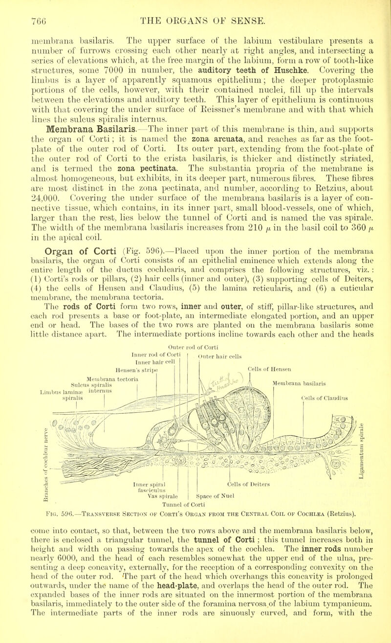 meinbrana basilaris. The upper surface of the labium vestibulare presents a number of furrows crossing each other nearly at right angles, and intersecting a series of elevations which, at the free margin of the labium, form a row of tooth-like structures, some 7000 in number, the auditory teeth of Huschke. Covering the limbus is a layer of apparently squamous epithelium; the deeper protoplasmic portions of the cells, however, with their contained nuclei, fill up the intervals between the elevations and auditory teeth. This layer of epithelium is continuous with that covering the under surface of Eeissner's membrane and with that which lines the sulcus spiralis internus. Membrana Basilaris.—The inner part of this membrane is thin, and supports the organ ot Corti; it is named the zona arcuata, and reaches as far as the foot- plate of the outer rod of Corti. Its outer part, extending from the foot-plate of the outer rod of Corti to the crista basilaris, is thicker and distinctly striated, and is termed the zona pectinata. The substantia propria of the membrane is almost homogeneous, but exhibits, in its deeper part, numerous fibres. These fibres are most distinct in the zona pectinata, and number, according to Eetzius, about 24,000. Covering the under surface of the membrana basilaris is a layer of con- nective tissue, which contains, in its inner part, small blood-vessels, one of which, larger than the rest, lies below the tunnel of Corti and is named the vas spirale. The width of the membrana basilaris increases from 210 /x in the basil coil to 360 /x in the apical coil. Organ of Corti (Fig. 596).—Placed upon the inner portion of the membrana basilaris, the organ of Corti consists of an epithelial eminence which extends along the entire length of the ductus cochlearis, and comprises the following structures, viz. : (1) Corti's rods or pillars, (2) hair cells (inner and outer), (3) supporting cells of Deiters, (4) the cells of Heusen and Claudius, (5) the lamina reticularis, and (6) a cuticular membrane, the membrana tectoria. The rods of Corti form two rows, inner and outer, of stiff, pillar-like structures, and each rod presents a base or foot-plate, an intermediate elongated portion, and an upper end or head. The bases of the two rows are planted on the membrana basilaris some little distance apart. The intermediate portions incline towards each other and the heads Outer rod of Corti Tunnel of Corti Fig. 596.—^Transverse Section of Corti's Organ from the Central Coil of Cochlea (Retzius). come into contact, so that, between the two rows above and the membrana basilaris below, there is enclosed a triangular tunnel, the tunnel of Corti ; this tunnel increases both in height and width on passing towards the apex of the cochlea. The inner rods number nearly 6000, and the head of each resembles somewhat the upper end of the ulna, pre- senting a deep concavity, externally, for the reception of a corresponding convexity on the head of the outer rod. The part of the head which overhangs this concavity is prolonged outwards, under the name of the head-plate, and overlaps the head of the outer rod. The expanded bases of the inner rods are situated on the innermost portion of the membrana basilaris, immediately to the outer side of the foramina nervosa of the labium tympanicum. The intermediate parts of the inner rods are sinuously curved, and form, with the