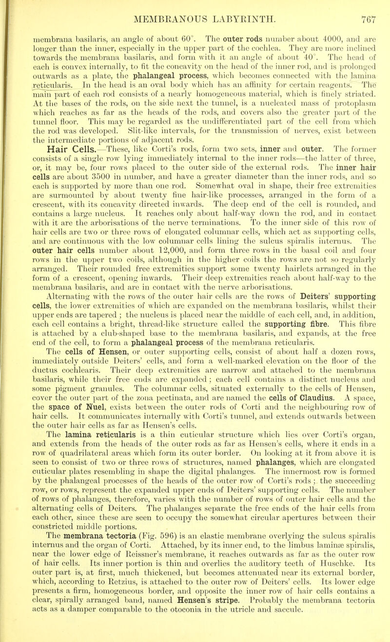 membrana basilaris, an angle of about 60°. The outer rods number about 4000, and are longer than the inner, especially in the upper part of the cochlea. They are more inclined towards the membrana basilaris, and form with it an angle of about 40°. The head of each is convex internally, to fit the concavity on the head of the inner rod, and is prolonged outwards as a plate, the phalangeal process, which becomes connected with the lamina reticularis. In the head is an oval body which has an affinity for certain reagents. The main part of each rod consists of a nearly homogeneous material, which is finely striated. At the bases of the rods, on the side next the tunnel, is a nucleated mass of protoplasm which reaches as far as the heads of the rods, and covers also the greater part of the tunnel floor. This may be regarded as the undifferentiated part of the cell from which the rod was developed. Slit-like intervals, for the transmission of nerves, exist between the intermediate portions of adjacent rods. Hair Cells.—These, like Corti's rods, form two sets, inner and outer. The former consists of a single row lying immediately internal to the inner rods—the latter of three, or, it may be, four rows placed to the outer side of the external rods. The inner hair cells are about 3500 in number, and have a greater diameter than the inner rods, and so each is supported by more than one rod. Somewhat oval in shape, their free extremities are surmounted by about twenty fine hair-like processes, arranged in the form of a crescent, with its concavity directed inwards. The deep end of the cell is rounded, and contains a large nucleus. It reaches only about half-way dow^n the rod, and in contact with it are the arborisations of the nerve terminations. To the inner side of this row of hair cells are two or three rows of elongated columnar cells, which act as supporting cells, and are continuous with the low columnar cells lining the sulcus spiralis internus. The outer hair cells number about 12,000, and form three rows in the basal coil and four rows in the upper two coils, although in the higher coils the rows are not so regularly arranged. Their roimded free extremities support some twenty hairlets arranged in the form of a crescent, opening inwards. Their deep extremities reach about half-way to the membrana basilaris, and are in contact with the nerve arborisations. Alternating with the row^s of the outer hair cells are the rows of Deiters' supporting cells, the lower extremities of w^hich are expanded on the membrana basilaris, whilst their upper ends are tapered ; the nucleus is placed near the middle of each cell, and, in addition, each cell contains a bright, thread-like structure called the supporting fibre. This fibre is attached by a club-shaped base to the membrana basilaris, and expands, at the free end of the cell, to form a phalangeal process of the membrana reticularis. The cells of Hensen, or outer supporting cells, consist of about half a dozen rows, immediately outside Deiters' cells, and form a well-marked elevation on the floor of the ductus cochlearis. Their deep extremities are narrow and attached to the membrana basilaris, while their free ends are expanded ; each cell contains a distinct nucleus and some pigment granules. The columnar cells, situated externally to the cells of Hensen, cover the outer part of the zona pectinata, and are named the cells of Claudius. A space, the space of Nuel, exists between the outer rods of Corti and the neighbouring row of hair cells. It communicates internally with Corti's tunnel, and extends outwards between the outer hair cells as far as Hensen's cells. The lamina reticularis is a thin cuticular structure which lies over Corti's organ, and extends from the heads of the outer rods as far as Hensen's cells, where it ends in a row of quadrilateral areas which form its outer border. On looking at it from above it is seen to consist of two or three rows of structures, named phalanges, which are elongated cuticular plates resembling in shape the digital phalanges. The innermost row is formed by the phalangeal processes of the heads of the outer row of Corti's rods; the succeeding row, or rows, represent the expanded upper ends of Deiters' supporting cells. The number of rows of phalanges, therefore, varies with the number of rows of outer hair cells and the alternating cells of Deiters. The phalanges separate the free ends of the hair cells from each other, since these are seen to occupy the somewhat circular apertures between their constricted middle portions. The membrana tectoria (Fig. 596) is an elastic membrane overlying the sulcus spiralis internus and the organ of Corti. Attached, by its inner end, to the limbus laminae spiralis, near the lower edge of Reissner's membrane, it reaches outwards as far as the outer row of hair cells. Its inner portion is thin and overlies the auditory teeth of Haschke. Its outer part is, at first, much thickened, but becomes attenuated near its external border, which, according to Retzius, is attached to the outer row of Deiters' cells. Its lower edge presents a firm, homogeneous border, and opposite the inner row of hair cells contains a clear, spirally arranged band, named Hensen's stripe. Probably the membrana tectoria acts as a damper comparable to the otoconia in the utricle and saccule.