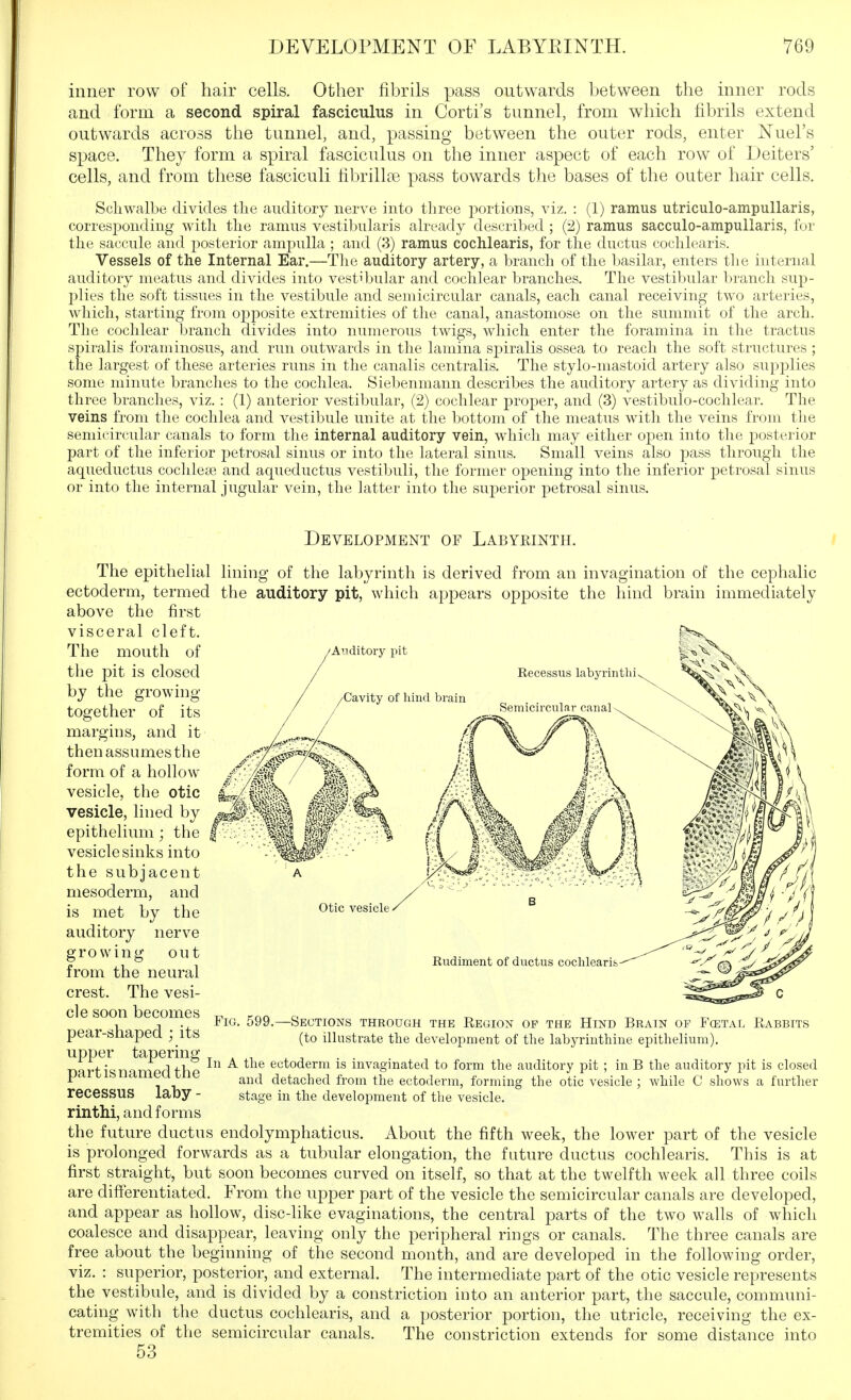 inner row of hair cells. Other fibrils pass outwards between the inner rods and form a second spiral fasciculus in Corti's tunnel, from which fibrils extend outwards across the tunnel, and, passing between the outer rods, enter Nuel's space. They form a spiral fasciculus on the inner aspect of each row of Deiters' cells, and from these fasciculi fibrillae- pass towards the bases of the outer hair cells. Scliwalbe divides tlie auditory nerve into three portions, viz. : (1) ramus utriculo-ampullaris, corresponding with the ramus vestibularis already described ; (2) ramus sacculo-ampullaris, for the saccule and posterior ampulla ; and (3) ramus cochlearis, for the ductus cocblearis. Vessels of the Internal Ear.—The auditory artery, a branch of the basilar, enters tlie internal auditory meatus and divides into vestibular and cochlear branches. The vestibular branch sup- plies the soft tissues in the vestibule and semicircular canals, each canal receiving two arteries, which, starting from opposite extremities of the canal, anastomose on the summit of the arch. The cochlear branch divides into numerous twigs, which enter the foramina in the tractus spiralis foraminosus, and run outwards in the lamina spiralis ossea to reach the soft structures ; the largest of these arteries runs in the canalis centralis. The stylo-mastoid artery also supj)lies some minute branches to the cochlea. Siebenmann describes the auditory artery as dividing into three branches, viz. : (1) anterior vestibular, (2) cochlear proj)er, and (3) vestibulo-cochlear. The veins from the cochlea and vestibule unite at the bottom of the meatus with the veins from the semicircular canals to form the internal auditory vein, which may either open into the posterior part of the inferior petrosal sinus or into the lateral sinus. Small veins also pass through the aqueductus cochleae and aqueductus vestibuli, the former opening into the inferior petrosal sinus or into the internal jugular vein, the latter into the superior petrosal sinus. Development of Labyeinth. lining of the labyrinth is derived from an invagination of the cephalic the auditory pit, which appears opposite the hind brain immediately otic vesicle The epithelial ectoderm, termed above the first visceral cleft. The mouth of tlie pit is closed by the growing together of its margins, and it then assumes the form of a hollow vesicle, the otic vesicle, lined by epithelium; the vesicle sinks into the subjacent mesoderm, and is met by the auditory nerve growing out from the neural crest. The vesi- cle soon becomes pear-shaped ; its upper tapering part is named the recessus laby - rinthi, and forms the future ductus endolymphaticus. About the fifth week, the lower part of the vesicle is prolonged forwards as a tubular elongation, the future ductus cochlearis. This is at first straight, but soon becomes curved on itself, so that at the twelfth week all three coils are differentiated. From the upper part of the vesicle the semicircular canals are developed, and appear as hollow, disc-like evaginations, the central parts of the two w^alls of which coalesce and disappear, leaving only the peripheral rings or canals. The three canals are free about the beginning of the second month, and are developed in the following order, viz. : superior, posterior, and external. The intermediate part of the otic vesicle represents the vestibule, and is divided by a constriction into an anterior part, the saccule, communi- cating with the ductus cochlearis, and a posterior portion, the utricle, receiving the ex- tremities of the semicircular canals. The constriction extends for some distance into 53 In Rudiment of ductus coclilearis- FiG. 599.—Sections through the Region of the Hind Brain of Foetal Rabbits (to illustrate the develoi^ment of the labyrinthine epithelium). A the ectoderm is invaginated to form the auditory pit ; in B the auditory pit is closed and detached from the ectoderm, forming the otic vesicle ; while C shows a furtlier stage in the development of the vesicle.