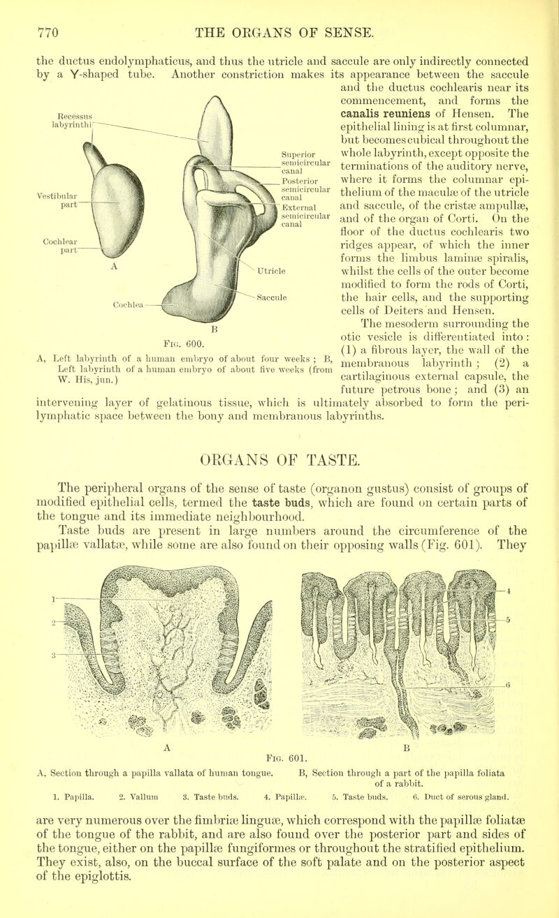 Recessns labyrinth] the ductus endolymphaticus, and thus the utricle and saccule are only indirectly connected by a Y-shaped tube. Another constriction makes its appearance between the saccule and the ductus cochlearis near its commencement, and forms the canalis reuniens of Hensen. The epithelial lining is at first columnar, but becomes cubical throughout the whole labyrinth, except opposite the terminations of the auditory nerve, where it forms the columnar epi- thelium of the maculae of the utricle and saccule, of the cristee ampullse, and of the organ of Corti. On the floor of the ductus cochlearis two ridges appear, of which the inner forms the limbus laminge spiralis, whilst the cells of the outer become modified to form the rods of Corti, the hair cells, and the supporting cells of Deiters'and Hensen. The mesoderm surrounding the otic vesicle is differentiated into : (1) a fibrous layer, the wall of the membranous labyrinth ; (2) a cartilaginous external capsule, the future petrous bone ; and (3) an is ultimately absorbed to form the peri- Coclilear part Saccule 600. Left labyrinth of a liumaii embryo of about four weeks ; B, Left Labyrinth of a human embryo of about five weeks (from W. His, jun.) intervening layer of gelatinous tissue, which lymphatic space between the bony and membranous labyrinths. OKGANS OF TASTE. The peripheral organs of the sense of taste (organon gustus) consist of groups of modified epithelial cells, termed the taste buds, which are found on certain parts of the tongue and its immediate neighbourhood. Taste buds are present in large numbers around the circumference of the papillae vallatse, while some are also found on their opposing walls (Fig. 601). They 1- 3 A B Fig. 601. A, Section through a papilla vallata of human tongue. B, Section through a part of the papilla foliata of a rabbit. 1. Papilla. 2. Vallum 3. Taste buds. 4. Papillte. 5. Taste buds. 6. Duct of serous gland. are very numerous over the fimbri^B linguae, which correspond with the papillae foliatse of the tongue of the rabbit, and are also found over the posterior part and sides of the tongue, either on the papillae fungiformes or throughout the stratified epithelium. They exist, also, on the buccal surface of the soft palate and on the posterior aspect of the epiglottis.