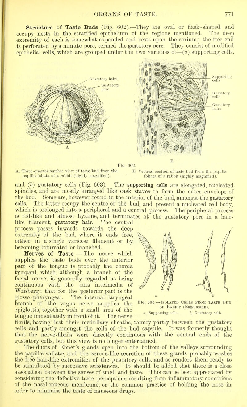 Structure of Taste Buds (Fig. 602).—They are oval or flask - shaped, and occupy nests in the stratified epithelium of the regions mentioned. The deep extremity of each is somewhat expanded and rests upon the corium; the free end is perforated by a minute pore, termed the gustatory pore. They consist of modified epithelial cells, which are grouped under the two varieties of—(a) supporting cells, Gustatory hairs B Fig. 602. A, Three-quarter surface view of taste bud from the B, Vertical section of taste bud from the papilla papilla foliata of a rabbit (highly magnified). foliata of a rabbit (highly magnified). and (&) gustatory cells (Fig. 603). The supporting cells are elongated, nucleated spindles, and are mostly arranged like cask staves to form the outer envelope of the bud. Some are, however, found in the interior of the bud, amongst the gustatory cells. The latter occupy the centre of the bud, and present a nucleated cell-body, which is XDrolonged into a peripheral and a central process. The peripheral process is rod-like and almost hyaline, and terminates at the gustatory pore in a hair- like filament, gustatory hair. The central process passes inwards towards the deep extremity of the bud, where it ends free, either in a single varicose filament or by becoming bifurcated or branched. Nerves of Taste. — The nerve which supplies the taste buds over the anterior part of the tongue is probably the chorda tympani, which, although a branch of the facial nerve, is generally regarded as being continuous with the pars intermedia of Wrisberg ; that for the posterior part is the glosso-pharyngeal. The internal laryngeal branch of the vagus nerve supplies the epiglottis, together with a small area of the tongue immediately in front of it. The nerve fibrils, having lost their medullary sheaths, ramify partly between the gustatory cells and partly amongst the cells of the bud capsule. It was formerly thought that the nerve-fibrils were directly continuous with the central ends of the gustatory cells, but this view is no longer entertained. The ducts of Ebner's glands open into the bottom of the valleys surrounding the papillae vallatse, and the serous-like secretion of these glands probably washes the free hair-like extremities of the gustatory cells, and so renders them ready to be stimulated by successive substances. It should be added that there is a close association between the senses of smell and taste. This can be best appreciated by considering the defective taste perceptions resulting from inflammatory conditions of the nasal mucous membrane, or the common practice of holding the nose in order to minimise the taste of nauseous drugs. Fig. 603, Isolated Cells from Taste Bud OF Rabbit (Engelmann), Supporting cells. t, Gustatory cells.
