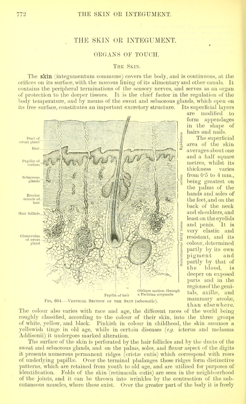 THE SKIN OR INTEGUMENT. ORGANS OF TOUCH. Duct of sweat oland The Skin. The skin (integumentum commune) covers the body, and is continuous, at the orifices on its surface, with the mucous lining of its alimentary and other canals. It contains the peripheral terminations of the sensory nerves, and serves as an organ of protection to the deeper tissues. It is the chief factor in the regulation of the body temperature, and by means of the sweat and sebaceous glands, which open on its free surface, constitutes an important excretory structure. Its superficial layers are modified to form appendages in the shape of hairs and nails. The superficial area of the skin averages about one and a half square metres, whilst its thickness varies from 0*5 to 4 mm., being greatest on the palms of the hands and soles of the feet, and on the back of the neck and shoulders, and least on the eyelids and penis. It is very elastic and resistant, and its colour, determined partly by its own pigment and partly by that of the blood, is deeper on exposed parts and in the regions of the geni- tals, axillte, and mammary areolae, than elsewhere. The colour also varies with race and age, the different races of the world being roughly classified, according to the colour of their skin, into the three groups of white, yellow, and black. Pinkish in colour in childhood, the skin assumes a Fig. 604. Papilla of hai Vertical Section of the Skin (schematic) Oblique section through a Pacinian corpuscle yellowish tinge in old while in certain diseases {e.g. icterus and melasma Addisonii) it undergoes marked alteration. The surface of the skin is perforated by the hair follicles and by the ducts of the sweat and sebaceous glands, and on the palms, soles, and flexor aspect of the digits it presents numerous permanent ridges (cristae cutis) which correspond with rows of underlying papillae. Over the terminal phalanges these ridges form distinctive patterns, which are retained from youth to old age, and are utilised for purposes of identification. Folds of the skin (retinacula cutis) are seen in the neighbourhood of the joints, and it can be thrown into wrinkles by the contraction of the sub- cutaneous muscles, where these exist. Over the greater part of the bod}^ ifc is freely