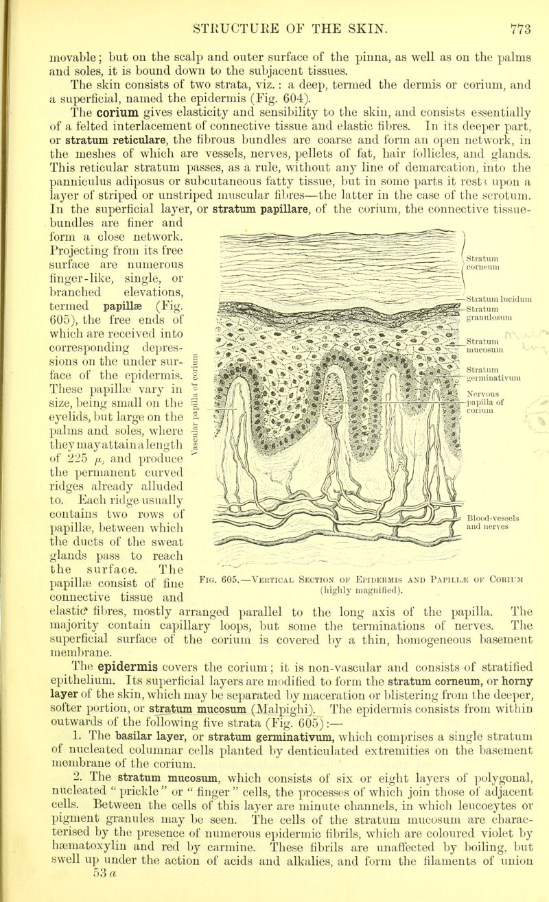 V btratum conieuDi movable; but on the scalp and outer surface of the pinna, as well as on the palms and soles, it is bound down to the subjacent tissues. The skin consists of two strata, viz.: a deep, termed the dermis or corium, and a superficial, named the epidermis (Fig. 604). The corium gives elasticity and sensibility to the skin, and consists essentially of a felted interlacement of connective tissue and elastic fibres. In its deeper part, or stratum reticulare, the fibrous bundles are coarse and form an open network, in the meshes of which are vessels, nerves, pellets of fat, hair follicles, and glands. This reticular stratum passes, as a rule, without any line of demarcation, into the panniculus adiposus or subcutaneous fatty tissue, but in some parts it rests upon a layer of striped or unstri^Ded muscular fi])res—the latter in the case of the scrotum. In the superficial layer, or stratum papillare, of the corium, the connective tissae- bundles are finer and form a close network. Projecting from its free surface are numerous finger-like, single, or branched elevations, termed papillae (Fig. 605), the free ends of which are received into corresponding depres- sions on the under sur- face of the epidermis. These papillae vary in size, being small on the eyelids, but large on the palms and soles, where they may attain a length of 2'2b /X, and produce the permanent curved ridges already alluded to. Each ridge usually contains two rows of papillae, between which the ducts of the sweat glands pass to reach the surface. The papillae consist of fine connective tissue and elastic* fibres, mostly arranged parallel to the long axis of the papilla. The majority contain capillary loops, but some the terminations of nerves. The superficial surface of the corium is covered by a thin, homogeneous basement membrane. The epidermis covers the corium; it is non-vascular and consists of stratified epithelium. Its superficial layers are modified to form the stratum corneum, or horny- layer of the skin, which may be separated by maceration or blistering from the deeper, softer portion, or stratum mucosum (Malpighi). The epidermis consists from within outwards of the following five strata (Fig. 605):— 1. The basilar layer, or stratum germinativum, which comprises a single stratum of nucleated columnar cells planted by denticulated extremities on the basement membrane of the corium. 2. The stratum mucosum, which consists of six or eight layers of polygonal, nucleated prickle  or  finger  cells, the processes of which join those of adjacent cells. Between the cells of this layer are minute channels, in which leucocytes or pigment granules may be seen. The cells of the stratum mucosum are charac- terised by the presence of numerous epidermic fibrils, which are coloured violet by ha^matoxylin and red by carmine. These fibrils are unaffected by boiling, but swell up under the action of acids and alkalies, and form the filaments of union 53 a Fig. 605. Blood-vessels and nerves -Vertical Section of Epidermis and Papilla of Corium (highly magnified).