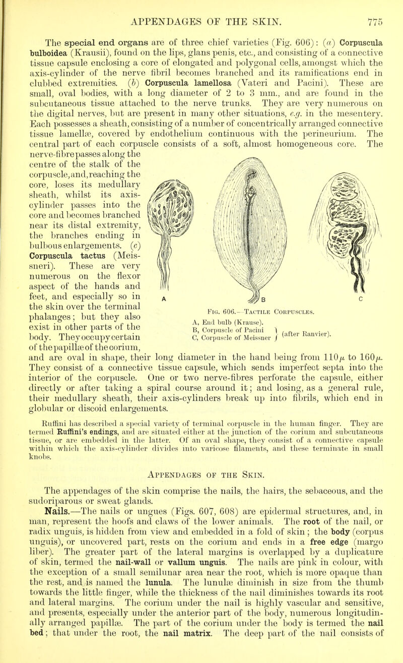 The special end organs are of three chief varieties (Fig. 606): (a) Corpuscula bulboidea (Krausii), found on the hps, glans penis, etc., and consisting of a connective tissue capsule enclosing a core of elongated and polygonal cells, amongst which the axis-cylinder of the nerve fibril becomes branched and its ramifications end in clubbed extremities, (h) Corpuscula lamellosa (Vateri and Pacini). These are small, oval bodies, with a long diameter of 2 to 3 mm., and are found in the subcutaneous tissue attached to the nerve trunks. They are very numerous on the digital nerves, but are present in many other situations, e.g. in the mesentery. Each possesses a sheath, consisting of a number of concentrically arranged connective tissue lamellae, covered by endothelium continuous with the perineurium. The central part of each corpuscle consists of a soft, almost homogeneous core. The nerve-fibre passes along the centre of the stalk of the corpuscle,and,reaching the core, loses its medullary sheath, whilst its axis- cylinder passes into the core and becomes branched near its distal extremity, the branches ending in bulbous enlargements, (c) Corpuscula tactus (Meis- sneri). These are very numerous on the flexor aspect of the hands and feet, and especially so in the skin over the terminal phalanges; but they also exist in other parts of the body. They occupy certain of the papillae of the corium, and are oval in shape, their long diameter in the hand being from 110^ to 160/x. They consist of a connective tissue capsule, which sends imperfect septa into the interior of the corpuscle. One or two nerve-fibres perforate the capsule, either directly or after taking a spiral course around it; and losing, as a general rule, their medullary sheath, their axis-cylinders break up into fibrils, which end in globular or discoid enlargements. Ruffiiii has described a special variety of terminal corjDiiscle in the human finger. They are termed RufRni's endings, and are situated either at the junction of the corium and subcutaneous tissue, or are embedded in the latter. Of an oval shape, they consist of a connective capsule within which the axis-cylinder divides into varicose filaments, and these terminate in small knobs. Fig. 606.- Tactile Corpuscles. A, End bulb (Krause). B, Corpuscle of Pachii C, Corpuscle of Meissuer j (after Ranvier). Appendages of the Skin. The appendages of the skin comprise the nails, the hairs, the sebaceous, and the sudoriparous or sweat glands. Nails.—The nails or ungues (Figs. 607, 608) are epidermal structures, and, in man, represent the hoofs and claws of the lower animals. The root of the nail, or radix unguis, is hidden from view and embedded in a fold of skin ; the body (corpus unguis), or uncovered part, rests on the corium and ends in a free edge (margo liber). The greater part of the lateral margins is overlapped by a duplicature of skin, termed the nail-wall or vallum unguis. The nails are pink in colour, with the exception of a small semilunar area near the root, which is more opaque than the rest, and is named the lunula. The lunulse diminish in size from the thumb towards the little finger, while the thickness of the nail diminishes towards its root and lateral margins. The corium under the nail is highly vascular and sensitive, and presents, especially under the anterior part of the body, numerous longitudin- ally arranged papilbne. The part of the corium under the body is termed the nail bed; that under the root, the nail matrix. The deep part of the nail consists of