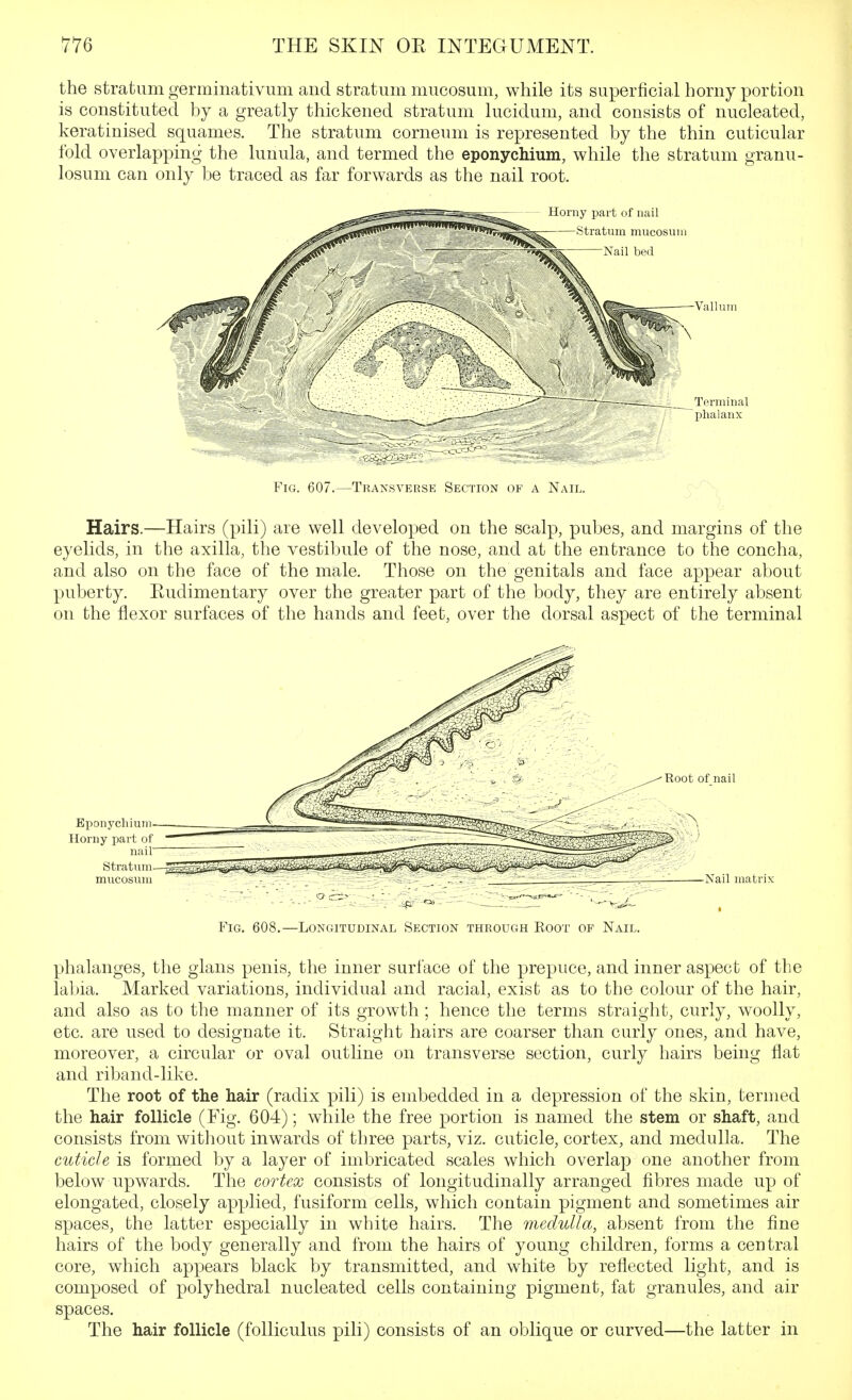 the stratum germinativum and stratum mucosum, while its superficial horny portion is constituted by a greatly thickened stratum lucidum, and consists of nucleated, keratinised squames. The stratum corneum is represented by the thin cuticular fold overlapping the lunula, and termed the eponychium, while the stratum granu- losum can only be traced as far forwards as the nail root. -Vallum Terminal phalanx Fig. 607.—Transverse Section of a Nail. c-'^N Hairs.—Hairs (pili) are well developed on the scalp, pubes, and margins of the eyelids, in the axilla, the vestibule of the nose, and at the entrance to the concha, and also on the face of the male. Those on the genitals and face appear about puberty. Eudimentary over the greater part of the body, they are entirely absent on the flexor surfaces of the hands and feet, over the dorsal aspect of the terminal Fig. 608.—Longitudinal Section through Root of Nail. phalanges, the glans penis, the inner surface of the prepuce, and inner aspect of the labia. Marked variations, individual and racial, exist as to the colour of the hair, and also as to the manner of its growth ; hence the terms straight, curly, woolly, etc. are used to designate it. Straight hairs are coarser than curly ones, and have, moreover, a circular or oval outline on transverse section, curly hairs being flat and riband-like. The root of the hair (radix pili) is embedded in a depression of the skin, termed the hair follicle (Fig. 604); while the free portion is named the stem or shaft, and consists from witliout inwards of three parts, viz. cuticle, cortex, and medulla. The cuticle is formed by a layer of imbricated scales which overlap one another from below upwards. The cortex consists of longitudinally arranged fibres made up of elongated, closely applied, fusiform cells, which contain pigment and sometimes air spaces, the latter especially in white hairs. The medulla, absent from the fine hairs of the body generally and from the hairs of young children, forms a central core, which appears black by transmitted, and white by reflected light, and is composed of polyhedral nucleated cells containing pigment, fat granules, and air spaces. The hair follicle (folliculus pili) consists of an oblique or curved—the latter in