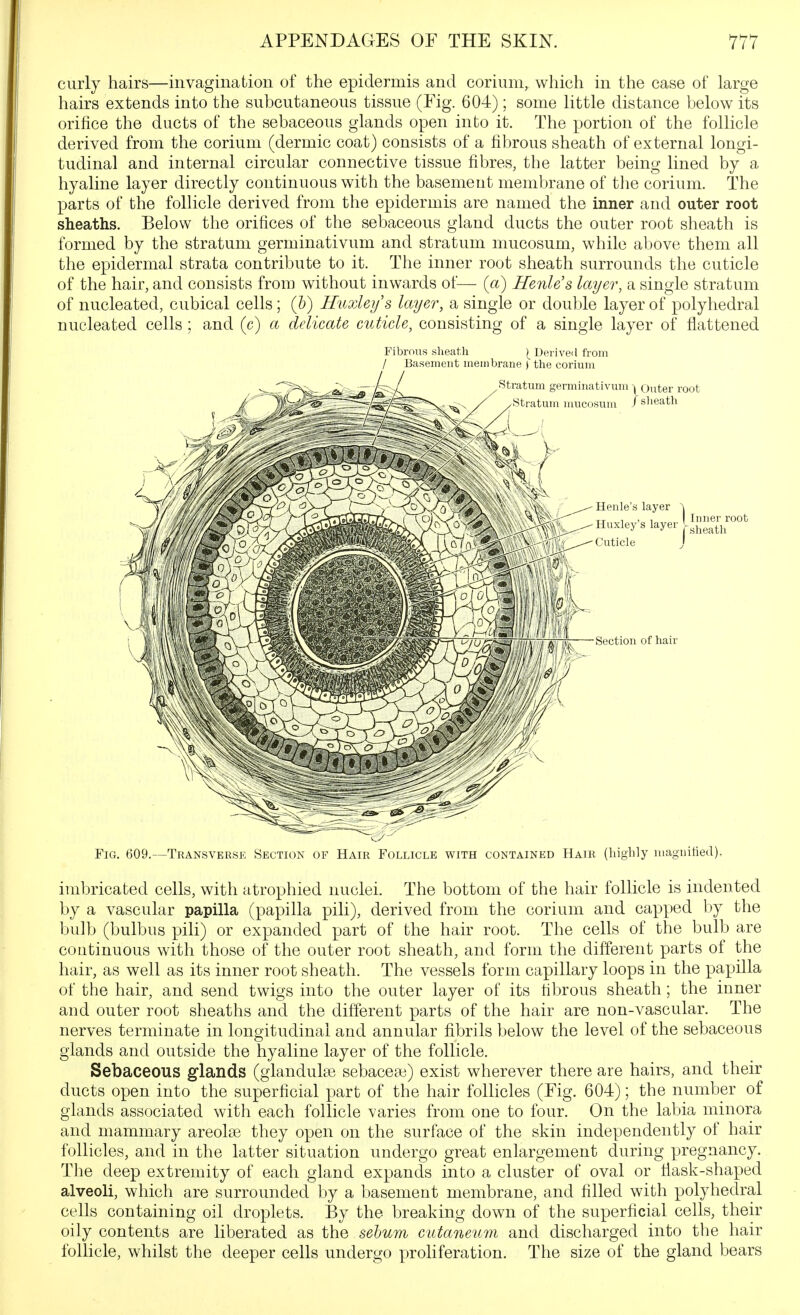 curly hairs—invagination of the epidermis and corium, which in the case of large hairs extends into the subcutaneous tissue (Fig. 604); some little distance below its orifice the ducts of the sebaceous glands open into it. The portion of the follicle derived from the corium (dermic coat) consists of a fibrous sheath of external longi- tudinal and internal circular connective tissue fibres, the latter being lined by a hyaline layer directly continuous with the basement membrane of the corium. The parts of the folhcle derived from the epidermis are named the inner and outer root sheaths. Below the orifices of the sebaceous gland ducts the outer root sheath is formed by the stratum germinativum and stratum niucosum, while above them all the epidermal strata contribute to it. The inner root sheath surrounds the cuticle of the hair, and consists from without inwards of— (a) Henle's layer, a single stratum of nucleated, cubical cells; (h) Huxley s layer, a single or double layer of polyhedral nucleated cells ; and (c) a delicate cuticle, consisting of a single layer of flattened Fibrous sheath Deri veil from / Basement membrane ) the corium Fig. 609.—Transverse Section of Hair Follicle with contained Hair (hig^ily magnitied). imbricated cells, with atrophied nuclei. The bottom of the hair follicle is indented by a vascular papilla (papilla pili), derived from the corium and capped by the bulb (bulbus pili) or expanded part of the hair root. The cells of the bulb are continuous with those of the outer root sheath, and form the different parts of the hair, as well as its inner root sheath. The vessels form capillary loops in the papilla of the hair, and send twigs into the outer layer of its fibrous sheath ; the inner and outer root sheaths and the different parts of the hair are non-vascular. The nerves terminate in longitudinal and annular fibrils below the level of the sebaceous glands and outside the hyaline layer of the follicle. Sebaceous glands (glandulge sebaceae) exist wherever there are hairs, and their ducts open into the superficial part of the hair follicles (Fig. 604); the number of glands associated with each follicle varies from one to four. On the labia minora and mammary areolae they open on the surface of the skin independently of hair follicles, and in the latter situation undergo great enlargement during pregnancy. The deep extremity of each gland expands into a cluster of oval or flask-shaped alveoli, which are surrounded by a basement membrane, and filled with polyhedral cells containing oil droplets. By the breaking down of the superficial cells, their oily contents are liberated as the sehum cutaneum and discharged into the hair follicle, whilst the deeper cells undergo proliferation. The size of the gland bears