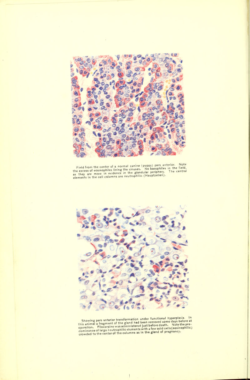 JJements in the cell columns are neutrophilic (Hauptiellen). f> -«|« K ' ' ^>