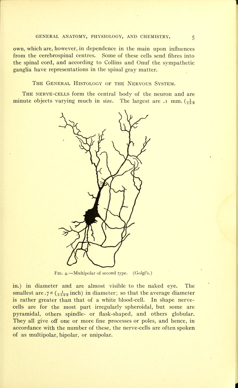 own, which are, however, in dependence in the main upon influences from the cerebrospinal centres. Some of these cells send fibres into the spinal cord, and according to Collins and Onuf the sympathetic ganglia have representations in the spinal gray matter. The General Histology of the Nervous System. The NERVE-CELLS form the central body of the neuron and are minute objects varying much in size. The largest are .1 mm. (¥H Fig. 4.—Multipolar of second type. (Golgi's.) in.) in diameter and are almost visible to the naked eye. The smallest are.7^ inch) in diameter; so that the average diameter is rather greater than that of a white blood-cell. In shape nerve- cells are for the most part irregularly spheroidal, but some are pyramidal, others spindle- or flask-shaped, and others globular. They all give off one or more fine processes or poles, and hence, in accordance with the number of these, the nerve-cells are often spoken of as multipolar, bipolar, or unipolar.