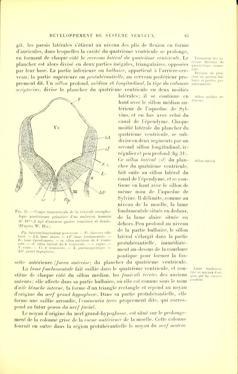 1 -LA git, les parois latérales s'étirent au niveau des plis de flexion en l'orme d'auricules, dans lesquelles la cavité du quatrième ventricule se prolonge, en formant de chaque côté le recessus latéral du quatrième ventricule. Le plancher est alors divisé en deux parties inégales, triangulaires, opposées par leur hase. La partie inférieure ou bulbaire, appartient à l'arrière-cer- veau; la partie supérieure ou protubérantielle, au cerveau postérieur pro- prement dit. Un sillon profond, médian et longitudinal, la tige du càlamus scriptorius, divise le plancher du quatrième ventricule en deux moitiés latérales; il se continue en haut avec le sillon médian an- térieur de l'aqueduc de Syl- vius, et en bas avec celui du canal de l'épendyme. Chaque moitié latérale du plancher du quatrième ventricule, se sub- divise en deux segments par un second sillon longitudinal, ir- régulier et peu profond (fig.31). Ce sillon latéral (si) du plan- cher du quatrième ventricule, fait suite au sillon latéral du canal de l'épendyme, et se con- tinue en haut avec le sillon de même nom de l'aqueduc de Sylvius. Il délimite, comme au niveau de la moelle, la lame fondamentale située en dedans, de la lame alaire située en dehors. Peu profond au niveau de la partie bulbaire, le sillon latéral s'élargit dans la partie protubérantielle, immédiate- ment au-dessus de la courbure pontique pour former la fos- sette antérieure (fovea anlerior) du plancher du quatrième ventricule. La lame fondamentale fait saillie dans le quatrième ventricule, et con- stitue de chaque côté du sillon médian, les funiculi teretes des anciens ailleurs; elle affecte dans sa partie bulbaire, où elle est connue sous le nom à'aile blanche interne, la forme d'un triangle rectangle et répond au noyau d'origine du nerf grand hypoglosse. Dans sa partie protubérantielle, elle forme une saillie arrondie, ïeminentia teres proprement dite, qui corres- pond au futur genou du nerf facial. Le noyau d'origine du nerf grand-hypoglosse, est situé sur le prolonge- ment de la colonne grise de la corne antérieure de la moelle. Cette colonne fournit en outre dans la région protubérantielle le noyau du nerf moteur n Fig. 31. —Coupe transversale de la vésicule encépha- lique postérieure primitive d'un embryon humain de 10mm,2 âgé d'environ quatre semaines et demie. (D'après W. His.) Flp, faisceau longitudinal postérieur. — Fs, faisceau soli- taire. — LA, lame alaire. — LF, lame fondamentale. — Le, lame épendymairo. — sa, sillon antérieur du 4° ventri- cule, — si, sillon latéral du 4e ventricule. — r, raphé. — Y, voûte. — V4, 41' ventricule, — A', pneumogastrique. — XII, grand hypoglosse. Lame fondame taie et noyaux d o gine qui lui corre pondent.