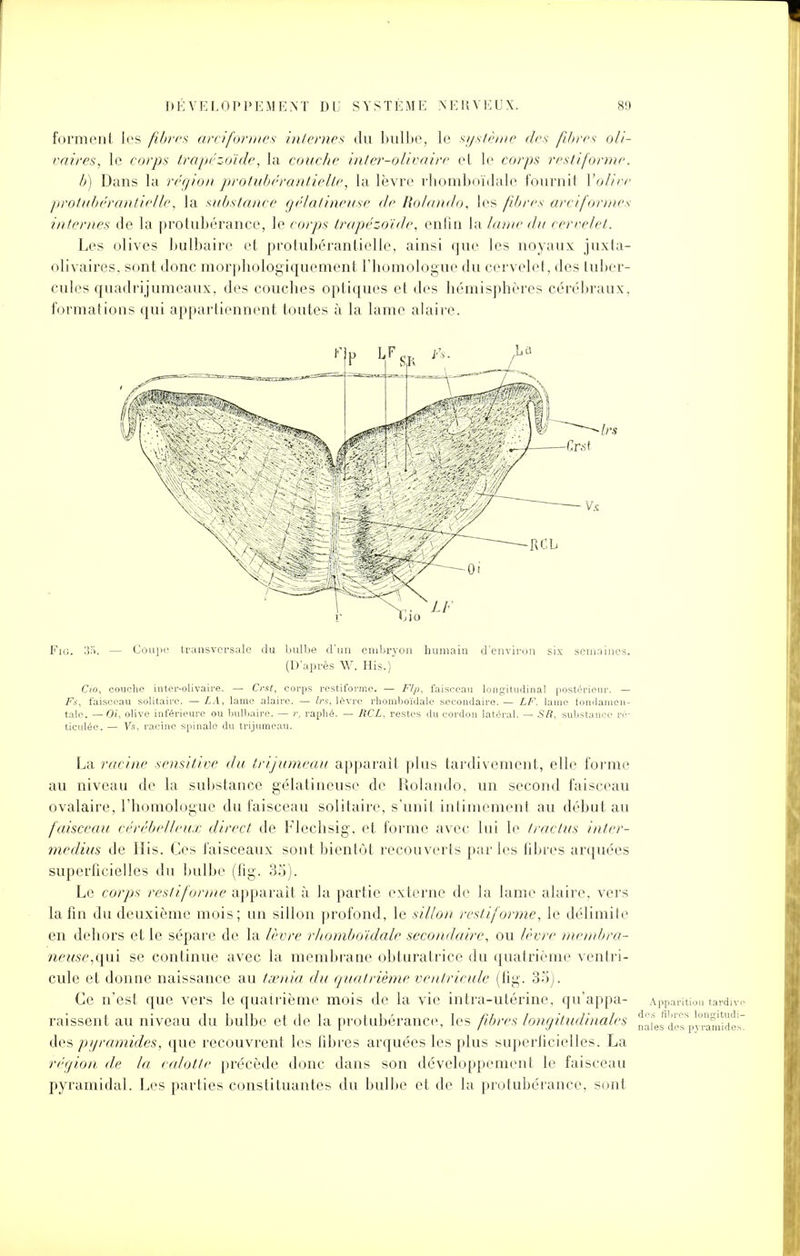 forment les fibres a ni for mes internes du bulbe, le système des fibres oli- vâtres, le corps trapézoïde, la couche inter-olivaire et le corps restiforme. h) Dans la région protubérantielle, la lèvre rhomboïdale fournit IV/Vr prolubérantielle, la substance gélatineuse de Rolando, les fibres arciformes internes de la protubérance, le cwjos trapézoïde, enfin la /ame cfo cervelet. Les olives bulbaire et protubérantielle, ainsi que les noyaux juxta- olivaires, sont donc morphologiquement l'homologue du cervelet, des tuber- cules quadrijumeaux, des couches optiques et des hémisphères cérébraux, formations qui appartiennent toutes à la lame alaire. I LF r 'j)o Fio. 35. — Coupe transversale du bulbe d'un embryon humain d'environ six semaines. (D'après W. His.) Cio, couche inter-olivaire. — Crut, corps restiforme. — Flp, faisceau longitudinal postérieur. — F-u faisceau solitaire. — LA, lame alaire. — ira, lèvre rhomboïdale secondaire. — LF. lame fondamen- tale. — Oi, olive inférieure ou bulbaire. — r. raphé. — RCL, restes du cordon latéral. - SR, substance ré- ticulée. — Vs. racine spinale du trijumeau. La racine sensitive du trijumeau apparaît plus tardivement, elle forme au niveau de la substance gélatineuse de Rolando, un second faisceau ovalaire, l'homologue du faisceau solitaire, s'unit intimement au début au faisceau cérébelleux direct, de Flechsig, et forme avec lui le tractas inter- medius de His. Ces faisceaux sont bientôt recouverts parles fibres arquées superficielles du bulbe (fig. 35). Le corps restiforme apparaît à la partie externe de la lame alaire, vers la fin du deuxième mois; un sillon profond, le sillon restiforme, le délimite en dehors et le sépare de la lèvre rhomboïdale secondaire, ou lèvre membra- neuse,qui se continue avec la membrane obturatrice du quatrième ventri- cule et donne naissance au tœnia du quatrième ventricule (fig. 35). Ce n'est que vers le quatrième mois de la vie intra-utérine, qu'appa- Apparition tardive missent au niveau du bulbe et de la protubérance, les fibres longitudinales t^Z^yr^wui' des pyramides, que recouvrent les fibres arquées les plus superficielles. La région de la culotte précède donc dans son développement le faisceau pyramidal. Les parties constituantes du bulbe et de la protubérance, sont