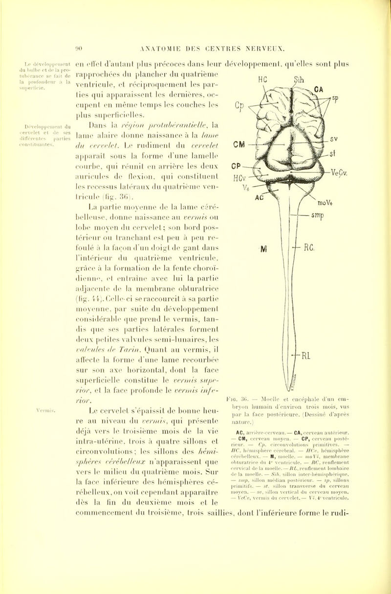 Le dévelnpp du bulbe et de tubèrance se l la profondeur ement la pro- ait de à la en effel d'autant plus précoces dans leur rapprochées du plancher du quatrième ventricule, et réciproquement les par- ties qui apparaissent les dernières, oc- cupent en même temps les couches les plus superficielles. Dans la région protubérantielle, la lame a la ire donne naissance à la lame ,la cervelet. Le rudiment du cervelet apparaît sous la forme d'une lamelle courbe, qui réunit en arrière les deux auricules de flexion, qui constituent lesrecessus latéraux du quatrième ven- tricule (fig. 36). La partie moyenne de la lame céré- belleuse, donne uaissance au renais ou lobe moyen du cervelet; son bord pos- térieur ou tranchant est peu à peu re- foulé à la façon d'un doigt de gant dans l'intérieur du quatrième ventricule, grâce à la formation de la fente choroï- dienne, et entraîne avec lui la partie adjacente de la membrane obturatrice (fig. 14). Celle-ci se raccourcit à sa partie moyenne, par suite du développement considérable que prend le vermis, tan- dis que ses parties latérales forment deux peliles valvules semi-lunaires, les valvules de Tarin. Quant au vermis, il affecte la forme d'une lame recourbée sur son axe horizontal, dont la face superlicielle constitue le venais supe- rior, et la face profonde le vermis infé- rieur. Le cervelet s'épaissit de bonne heu- re au niveau du vermis, qui présente déjà vers le. troisième mois de la vie intra-utérine, trois à quatre sillons et circonvolutions; les sillons des hémi- sphère* cérébelleux n'apparaissent que vers le milieu du quatrième mois. Sur la face inférieure des hémisphères cé- rébelleux, on voit cependant apparaître dès la lin du deuxième mois et le commencement du troisième, trois saill développement, qu'elles sont plus HC Sih S Fio. 36. — Moelle et encéphale d'un em- bryon humain d'environ trois mois, vus par la l'ace postérieure. (Dessiné d'après nature.) AC, a - cm, rveau.— CA, cerveau antérieur, moyen. — CP, cerveau posté- rieur. — Cp, circonvolutions primitives. — HC, hémisphèr Srébral. — BCv, hémisphère cérébelleux. — M, moelle. — moVi, membrane obturatrice du 4 ventricule. — RC, renflement cervical delà moelle. — li L, renflement, lombaire de la moelle. — Sih, sillon inter-hémisphérique. — smp, sillon médian postérieur. — sp, sillons primitifs. — st, sillon transverse du cerveau moyen. — su, sillon vertical du cerveau moyen. — VeCv, vermis du cervelet.— V-f, 41' ventricule. ies, dont l'inférieure forme le rudi-