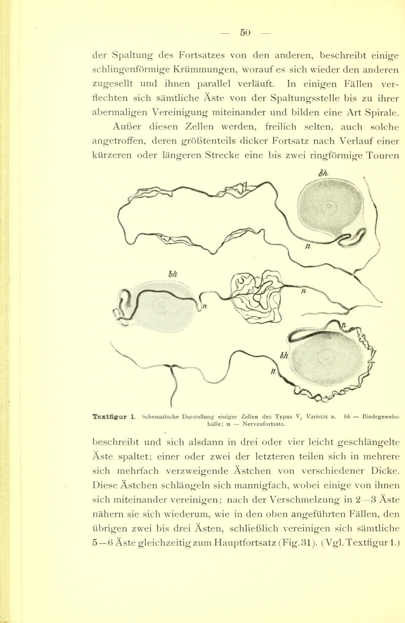 der Spaltung des Fortsatzes von den anderen, beschreibt einige schlingenformige Krummungen, worauf es sich wieder den anderen zugesellt und ihnen parallel verlauft In einigen Fallen ver- flechten sich samtliche Aste von der Spaltungsstelle bis zu ihrer abermaligen Vereinigung miteinander und bilden eine Art Spirale. Aufier diesen Zellen werden, freilich selten, auch solche angetroffen, deren grofitenteils dicker Fortsatz nach Verlauf einer kiirzeren oder langeren Strecke eine bis zwei ringformige Touren Textfigrar 1. Schematische Darstellung einiger Zellen des Typus V, Varietal a. hh — Bindegewebs- hiille; n — Nervenfortsatz. beschreibt und sich alsdann in drei oder vier leicht geschlangelte Aste spaltet; einer oder zwei der letzteren teilen sich in mehrere sich mehrfach verzweigende Astchen von verschiedener Dicke. Diese Astchen schlangeln sich mannigfach, wobei einige von ihnen sich miteinander vereinigen; nach der Verschmelzung in 2—3 Aste nahern sie sich wiederum, wie in den oben angefiihrten Fallen, den ubrigen zwei bis drei Asten, schliefilich vereinigen sich samtliche 5—6 Aste gleichzeitigzum Hauptfortsatz (Fig. 31). (Vgl.Textfigur 1.)