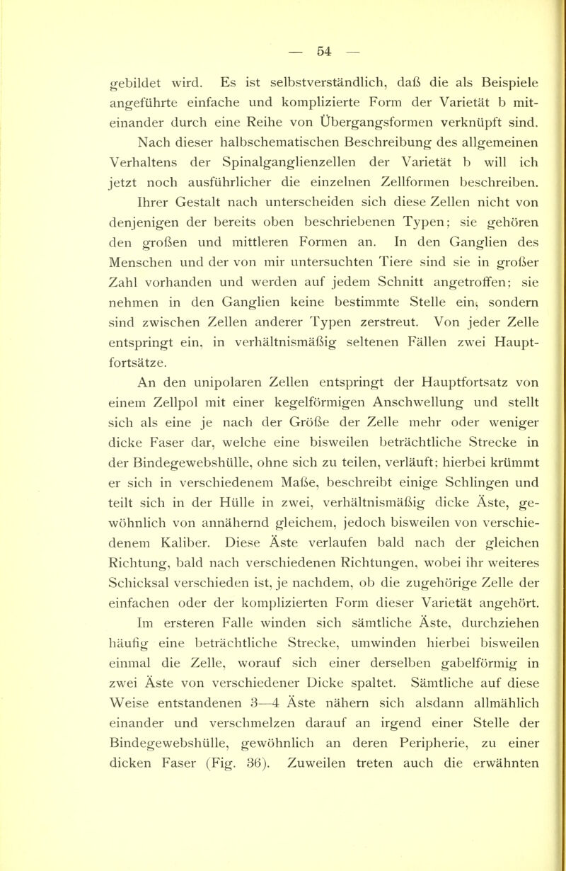 gebildet wird. Es ist selbstverstandlich, dafi die als Beispiele angefiihrte einfache und komplizierte Form der Varietat b mit- einander durch eine Reihe von Ubergangsformen verkniipft sind. Nach dieser halbschematischen Beschreibung des allgemeinen Verhaltens der Spinalganglienzellen der Varietat b will ich jetzt noch ausfiihrlicher die einzelnen Zellformen beschreiben. Ihrer Gestalt nach unterscheiden sich diese Zellen nicht von denjenigen der bereits oben beschriebenen Typen; sie gehoren den groften und mittleren Formen an. In den Ganglien des Menschen und der von mir untersuchten Tiere sind sie in grofter Zahl vorhanden und werden auf jedem Schnitt angetroffen; sie nehmen in den Ganglien keine bestimmte Stelle ein, sondern sind zwischen Zellen anderer Typen zerstreut. Von jeder Zelle entspringt ein, in verhaltnismafiig seltenen Fallen zwei Haupt- fortsatze. An den unipolaren Zellen entspringt der Hauptfortsatz von einem Zellpol mit einer kegelformigen Anschwellung und stellt sich als eine je nach der GroBe der Zelle mehr oder weniger dicke Faser dar, welche eine bisweilen betrachtliche Strecke in der Bindegewebshiille, ohne sich zu teilen, verlauft; hierbei kriimmt er sich in verschiedenem Mafte, beschreibt einige Schlingen und teilt sich in der Hlille in zwei, verhaltnismaftig dicke Aste, ge- wohnlich von annahernd gleichem, jedoch bisweilen von verschie- denem Kaliber. Diese Aste verlaufen bald nach der gleichen Richtung, bald nach verschiedenen Richtungen, wobei ihr weiteres Schicksal verschieden ist, je nachdem, ob die zugehorige Zelle der einfachen oder der komplizierten Form dieser Varietat angehort. Im ersteren Falle winden sich samtliche Aste, durchziehen haufig eine betrachtliche Strecke, umwinden hierbei bisweilen einmal die Zelle, worauf sich einer derselben gabelformig in zwei Aste von verschiedener Dicke spaltet. Samtliche auf diese Weise entstandenen 3—4 Aste nahern sich alsdann allmahlich einander und verschmelzen darauf an irgend einer Stelle der Bindegewebshiille, gewohnlich an deren Peripherie, zu einer dicken Faser (Fig. 36). Zuweilen treten auch die erwahnten