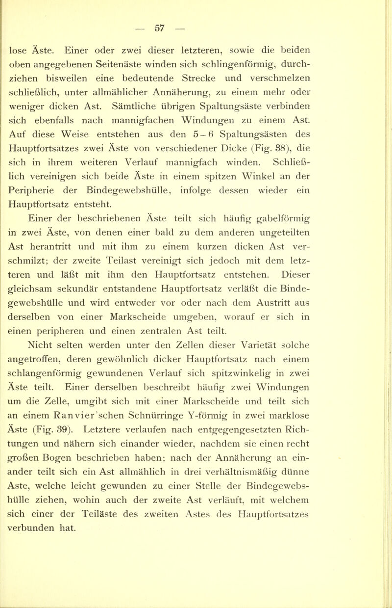 lose Aste. Einer oder zwei dieser letzteren, sowie die beiden oben angegebenen Seitenaste winden sich schlingenformig, durch- ziehen bisweilen eine bedeutende Strecke und verschmelzen schlieftlich, unter allmahlicher Annaherung, zu einem mehr oder weniger dicken Ast. Samtliche iibrigen Spaltungsaste verbinden sich ebenfalls nach mannigfachen Windungen zu einem Ast. Auf diese Weise entstehen aus den 5 — 6 Spaltungsasten des Hauptfortsatzes zwei Aste von verschiedener Dicke (Fig. 38), die sich in ihrem weiteren Verlauf mannigfach winden. Schlief^- lich vereinigen sich beide Aste in einem spitzen Winkel an der Peripherie der Bindegewebshiille, infolge dessen wieder ein Hauptfortsatz entsteht. Einer der beschriebenen Aste teilt sich haufig gabelformig in zwei Aste, von denen einer bald zu dem anderen ungeteilten Ast herantritt und mit ihm zu einem kurzen dicken Ast ver- schmilzt; der zweite Teilast vereinigt sich jedoch mit dem letz- teren und lafit mit ihm den Hauptfortsatz entstehen. Dieser gleichsam sekundar entstandene Hauptfortsatz verlaf^t die Binde- gewebshiille und wird entweder vor oder nach dem Austritt aus derselben von einer Markscheide umgeben, worauf er sich in einen peripheren und einen zentralen Ast teilt. Nicht selten werden unter den Zellen dieser Varietat solche angetrofifen, deren gewohnlich dicker Hauptfortsatz nach einem schlangenformig gewundenen Verlauf sich spitzwinkelig in zwei Aste teilt. Einer derselben beschreibt haufig zwei Windungen um die Zelle, umgibt sich mit einer Markscheide und teilt sich an einem Ranvier'schen Schniirringe Y-formig in zwei marklose Aste (Fig. 39). Letztere verlaufen nach entgegengesetzten Rich- tungen und nahern sich einander wieder, nachdem sie einen recht grofien Bogen beschrieben haben; nach der Annaherung an ein- ander teilt sich ein Ast allmahlich in drei verhaltnismafiig diinne Aste, welche leicht gewunden zu einer Stelle der Bindegewebs- hiille Ziehen, wohin auch der zweite Ast verlauft, mit welchem sich einer der Teilaste des zweiten Astes des Hauptfortsatzes verbunden hat.