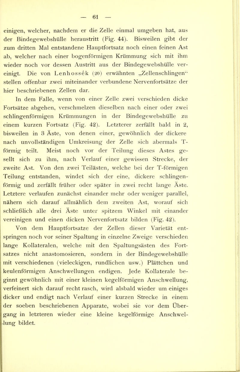 einigen, welcher, nachdem er die Zelle einmal umgeben hat, aus der Bindegewebshiille heraustritt (Fig. 44). Bisweilen gibt der zum dritten Mai entstandene Hauptfortsatz noch einen feinen Ast ab, welcher nach einer bogenformigen Kriimmung sich mit ihm wieder noch vor dessen Austritt aus der Bindegewebshiille ver- einigt. Die von Lenhossek (20) erwahnten „Zellenschlingen'' stellen offenbar zwei miteinander verbundene Nervenfortsatze der hier beschriebenen Zellen dar. In dem Falle, wenn von einer Zelle zwei verschieden dicke Fortsatze abgehen, verschmelzen dieselben nach einer oder zwei schlingenformigen Kriimmungen in der Bindegewebshiille zu einem kurzen Fortsatz (Fig. 42). Letzterer zerfallt bald in 2, bisweilen in 3 Aste, von denen einer, gewohnlich der dickere nach unvollstandigen Umkreisung der Zelle sich abermals T- formig teilt. Meist noch vor der Teilung dieses Astes ge- sellt sich zu ihm, nach Verlauf einer gewissen Strecke, der zweite Ast. Von den zwei Teilasten^ welche bei der T-formigen Teilung entstanden, windet sich der eine, dickere schlingen- formig und zerfallt friiher oder spater in zwei recht lange Aste. Letztere verlaufen zunachst einander mehr oder weniger parallel^ nahern sich darauf allmahlich dem zweiten Ast, worauf sich schliefilich alle drei Aste unter spitzem Winkel mit einander vereinigen und einen dicken Nervenfortsatz bilden (Fig. 42). Von dem Hauptfortsatze der Zellen dieser Varietat ent- springen noch vor seiner Spaltung in einzelne Zweige verschieden lange KoUateralen, welche mit den Spaltungsasten des Fort- satzes nicht anastomosieren, sondern in der Bindegewebshiille mit verschiedenen (vieleckigen, rundlichen usw.) Plattchen und keulenformigen Anschwellungen endigen. Jede Kollaterale be- ginnt gewohnlich mit einer kleinen kegelformigen Anschwellung, verfeinert sich darauf recht rasch, wird alsbald wieder um einiges dicker und endigt nach Verlauf einer kurzen Strecke in einem 1 der soeben beschriebenen Apparate, wobei sie vor dem Uber- gang in letzteren wieder eine kleine kegelformige Anschwel- lung bildet.