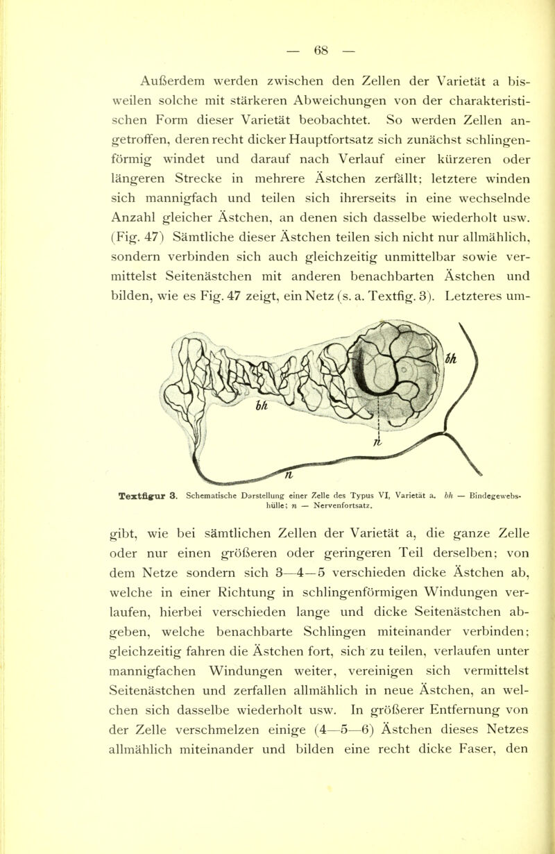 Aufierdem werden zwischen den Zellen der Varietat a bis- weilen solche mit starkeren Abweichungen von der charakteristi- schen Form dieser Varietat beobachtet. So werden Zellen an- getroffen, deren recht dicker Hauptfortsatz sich zunachst schlingen- formig windet und darauf nach Verlauf einer kUrzeren oder langeren Strecke in mehrere Astchen zerfallt; letztere winden sich mannigfach und teilen sich ihrerseits in eine wechselnde Anzahl gleicher Astchen, an denen sich dasselbe wiederholt usw. (Fig. 47) Samtliche dieser Astchen teilen sich nicht nur allmahlich, sondern verbinden sich auch gleichzeitig unmittelbar sowie ver- mittelst Seitenastchen mit anderen benachbarten Astchen und bilden, wie es Fig. 47 zeigt, ein Netz (s. a. Textfig. 3). Letzteres um- Textfigrur 3. Schematische Darstellung einer Zelle des Typus VI, Varietat a. hh — Bindegewebs- hiille; n — Nervenfortsatz. gibt, wie bei samtlichen Zellen der Varietat a, die ganze Zelle oder nur einen grofteren oder geringeren Teil derselben; von dem Netze sondern sich 3—4—5 verschieden dicke Astchen ab, welche in einer Richtung in schlingenformigen Windungen ver- laufen, hierbei verschieden lange und dicke Seitenastchen ab- geben, welche benachbarte Schlingen miteinander verbinden; gleichzeitig fahren die Astchen fort, sich zu teilen, verlaufen unter mannigfachen Windungen weiter, vereinigen sich vermittelst Seitenastchen und zerfallen allmahlich in neue Astchen, an wel- chen sich dasselbe wiederholt usw. In grofterer Entfernung von der Zelle verschmelzen einige (4—5—6) Astchen dieses Netzes allmahlich miteinander und bilden eine recht dicke Faser, den