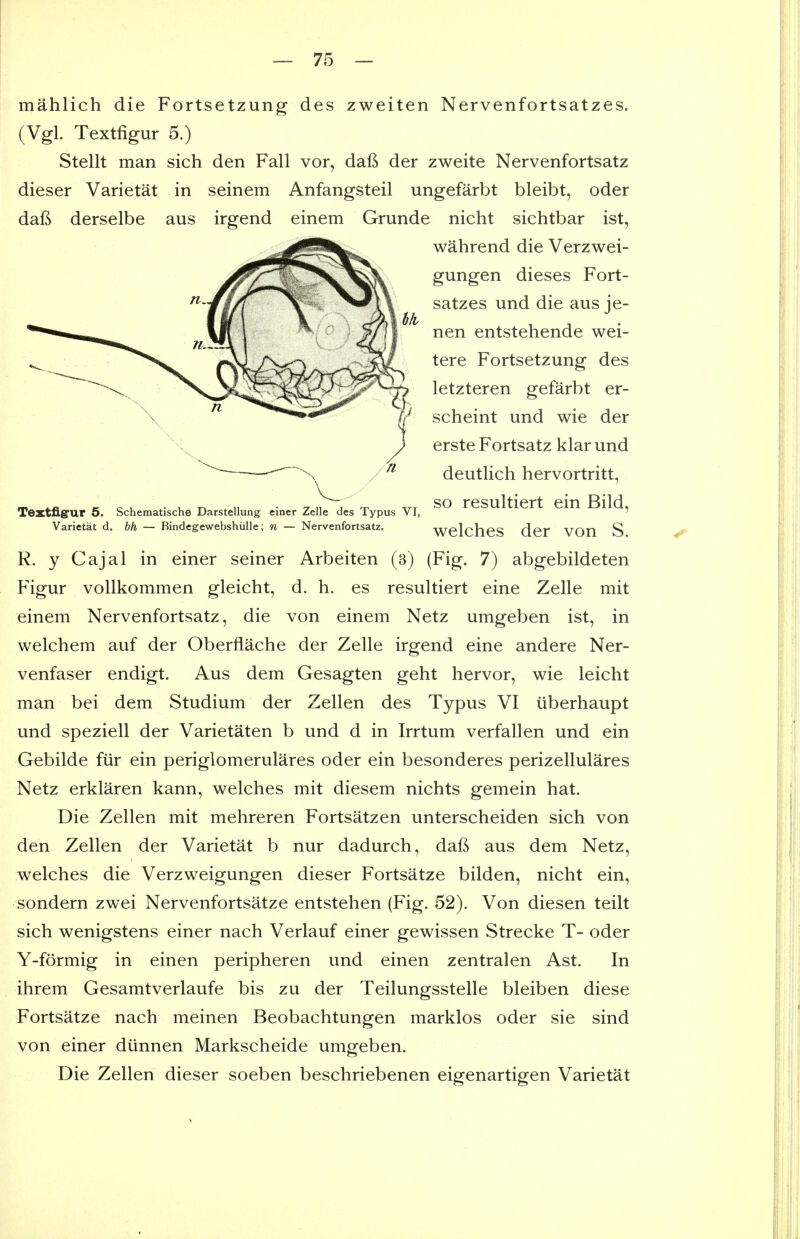 Textfigrur 6. Schematische Darstellung einer Zelle des Typus VI, Varietat d, bh — Bindegewebshiille; n — Nervenfortsatz. mahlich die Fortsetzung des zweiten Nervenfortsatzes. (Vgl. Textfigur 5.) Stellt man sich den Fall vor, dafi der zweite Nervenfortsatz dieser Varietat in seinem Anfangsteil ungefarbt bleibt, oder dafi derselbe aus irgend einem Grunde nicht sichtbar ist, wahrend die Verzwei- gungen dieses Fort- satzes und die aus je- nen entstehende wei- tere Fortsetzung des letzteren gefarbt er- scheint und wie der erste Fortsatz klar und deutlich hervortritt, so resultiert ein Bild, welches der von S. R. y Cajal in einer seiner Arbeiten (3) (Fig, 7) abgebildeten Figur vollkommen gleicht, d. h. es resultiert eine Zelle mit einem Nervenfortsatz, die von einem Netz umgeben ist, in welchem auf der Oberflache der Zelle irgend eine andere Ner- venfaser endigt. Aus dem Gesagten geht hervor, wie leicht man bei dem Studium der Zellen des Typus VI iiberhaupt und speziell der Varietaten b und d in Irrtum verfallen und ein Gebilde fiir ein periglomerulares oder ein besonderes perizellulares Netz erklaren kann, welches mit diesem nichts gemein hat. Die Zellen mit mehreren Fortsatzen unterscheiden sich von den Zellen der Varietat b nur dadurch, dafi aus dem Netz, welches die Verzweigungen dieser Fortsatze bilden, nicht ein, sondern zwei Nervenfortsatze entstehen (Fig. 52). Von diesen teilt sich wenigstens einer nach Verlauf einer gewissen Strecke T- oder Y-formig in einen peripheren und einen zentralen Ast. In ihrem Gesamtverlaufe bis zu der Teilungsstelle bleiben diese Fortsatze nach meinen Beobachtungen marklos oder sie sind von einer diinnen Markscheide umgeben. Die Zellen dieser soeben beschriebenen eigenartigen Varietat