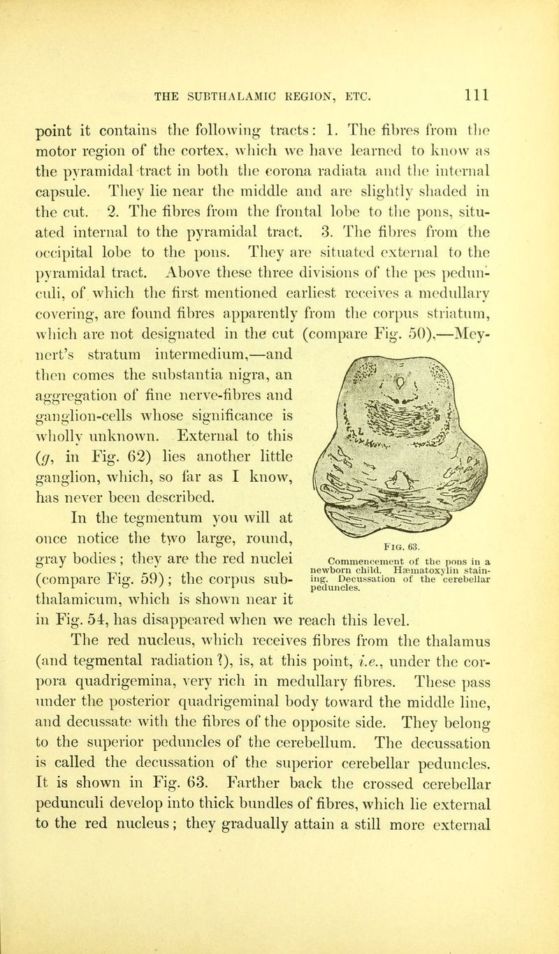 point it contains tlie following tracts: 1. The fibres from the motor region of the cortex, which we have learned to know as the pyramidal tract in both the corona radiata and the internal capsule. They lie near the middle and are slightly shaded in the cut. 2. The fibres from the frontal lobe to tlie pons, situ- ated internal to the pyramidal tract. 3. The fibres from the occipital lobe to the pons. They are situated external to the pyramidal tract. Above these three divisions of tlie pes pedun- culi, of which the first mentioned earliest receives a medullary covering, are foinid fibres apparently from the corpus striatum, which are not designated in the cut (compare Fig. 50),—Mey- nert's stratum intermedium,—and then comes the substantia nigra, an aggregation of fine nerve-fibres and ganglion-cells whose significance is wholly unknown. External to this {g, in Fig. 62) lies another little ganglion, which, so far as I know, has never been described. In the tegmentum you will at once notice the two large, round, gray bodies; they are the red nuclei Commencement of the pons in a „. rrv\ 1 1 newborn child. Hsematoxylin stain- (compare rig. 59): the corpus sub- Decussation of the cerebellar ^ ^ o / ' 1 peduncles. thalamicum, which is shown near it in Fig. 54, has disappeared when we reach this level. The red nucleus, which receives fibres from the thalamus (and tegmental radiation]), is, at this point, under the cor- pora quadrigemina, very rich in medullary fibres. These pass under the posterior quadrigeminal body toward the middle line, and decussate with the fibres of the opposite side. They belong to the superior peduncles of the cerebellum. The decussation is called the decussation of the superior cerebellar peduncles. It is shown in Fig. 63. Farther back the crossed cerebellar pedunculi develop into thick bundles of fibres, which lie external to the red nucleus; they gradually attain a still more external